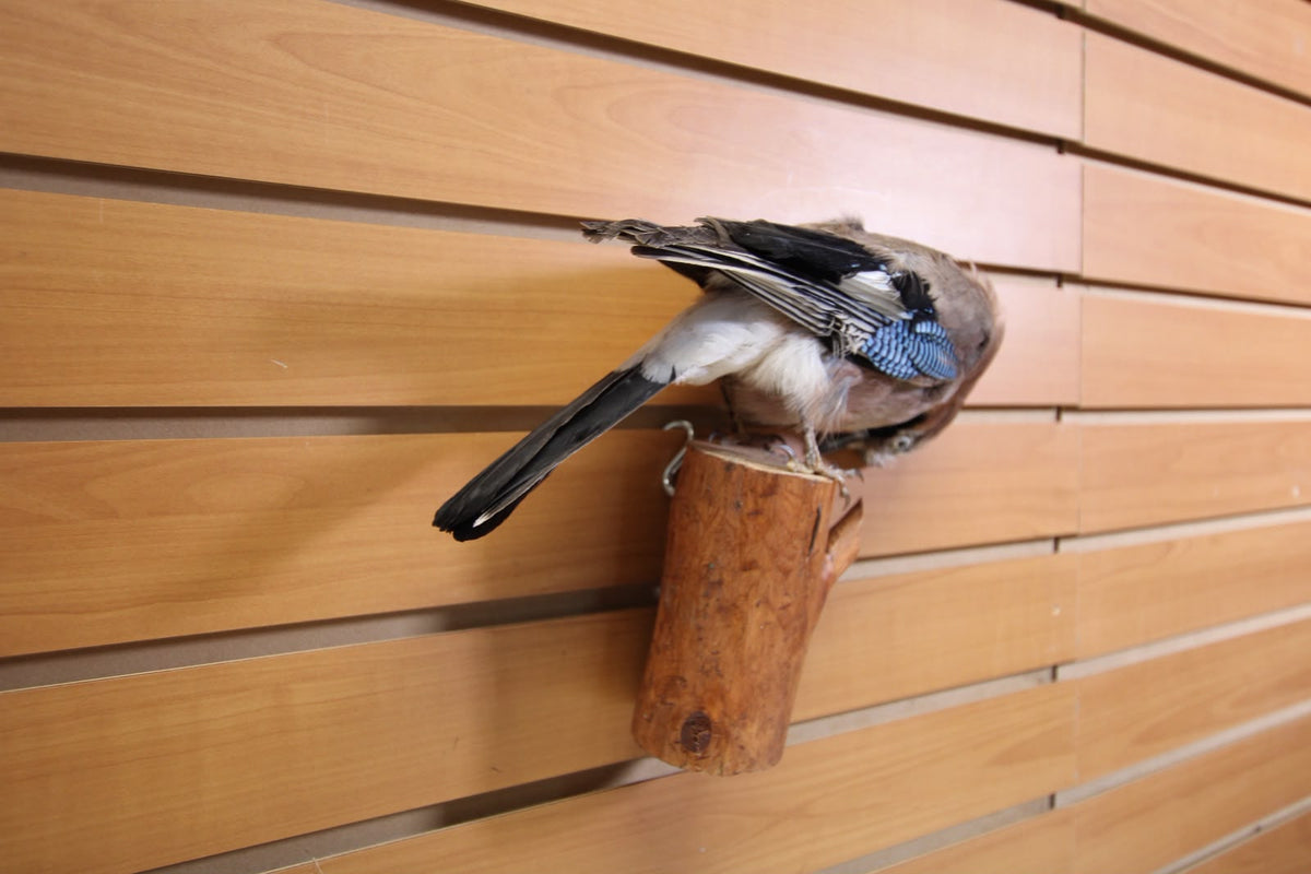 FHSP129 -Eurasian Jay Taxidermy Mount