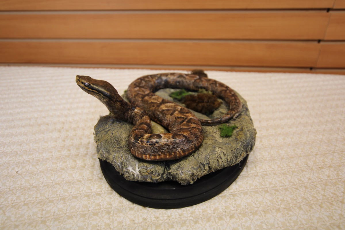 FHSP126 - Authentic Boa Constrictor Taxidermy Display