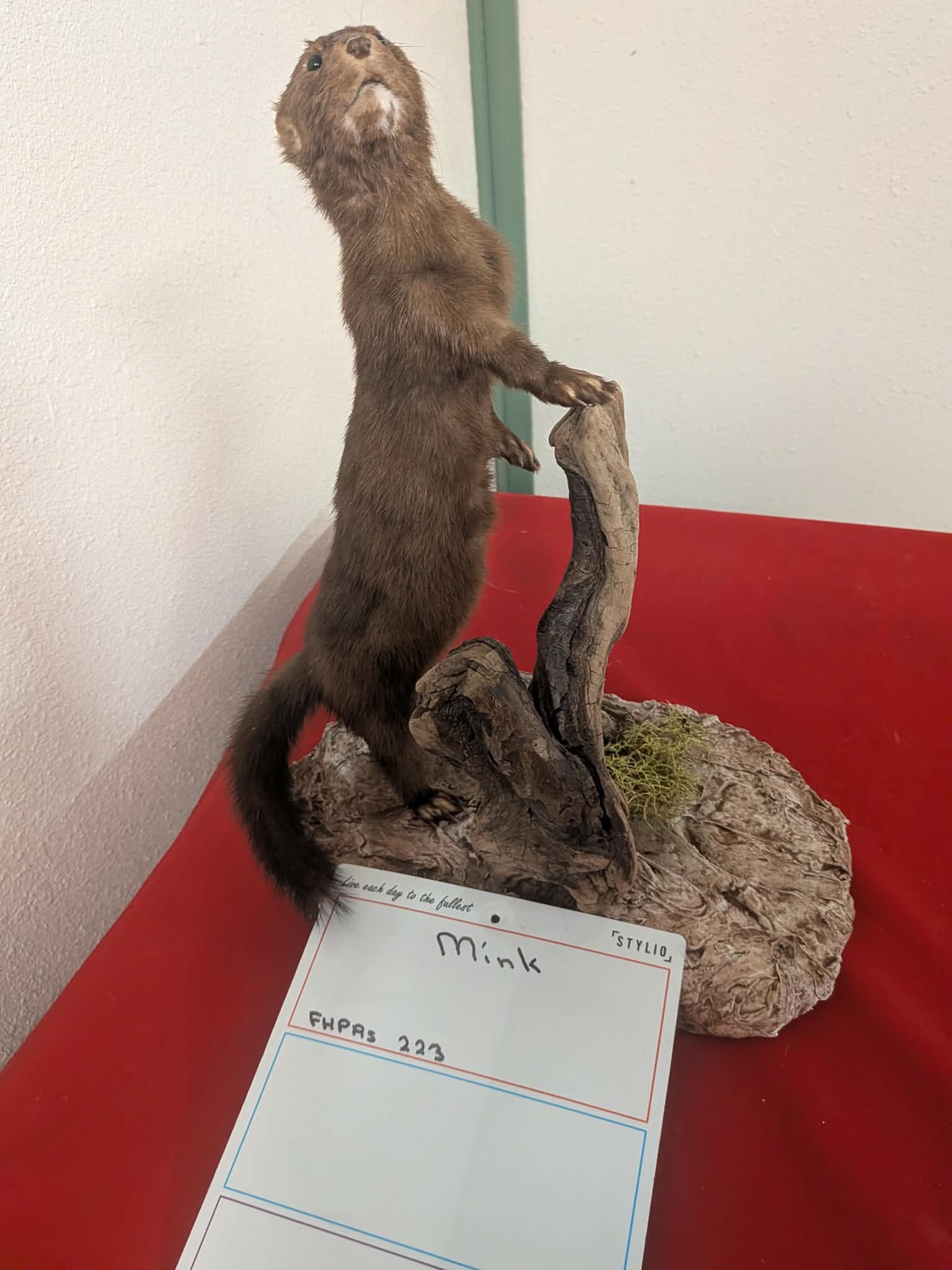 FHPRS223 - Mink Taxidermy Mount – Elegant Wildlife Display