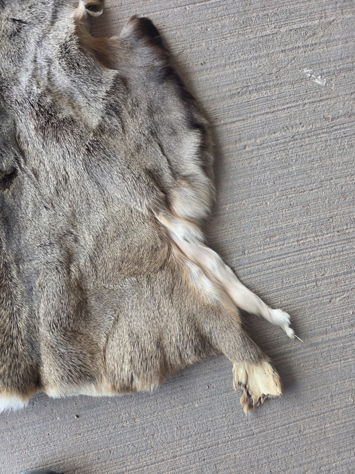 FHRAN87 - Mule Deer Hide Pelt Fur – 46” x 29”