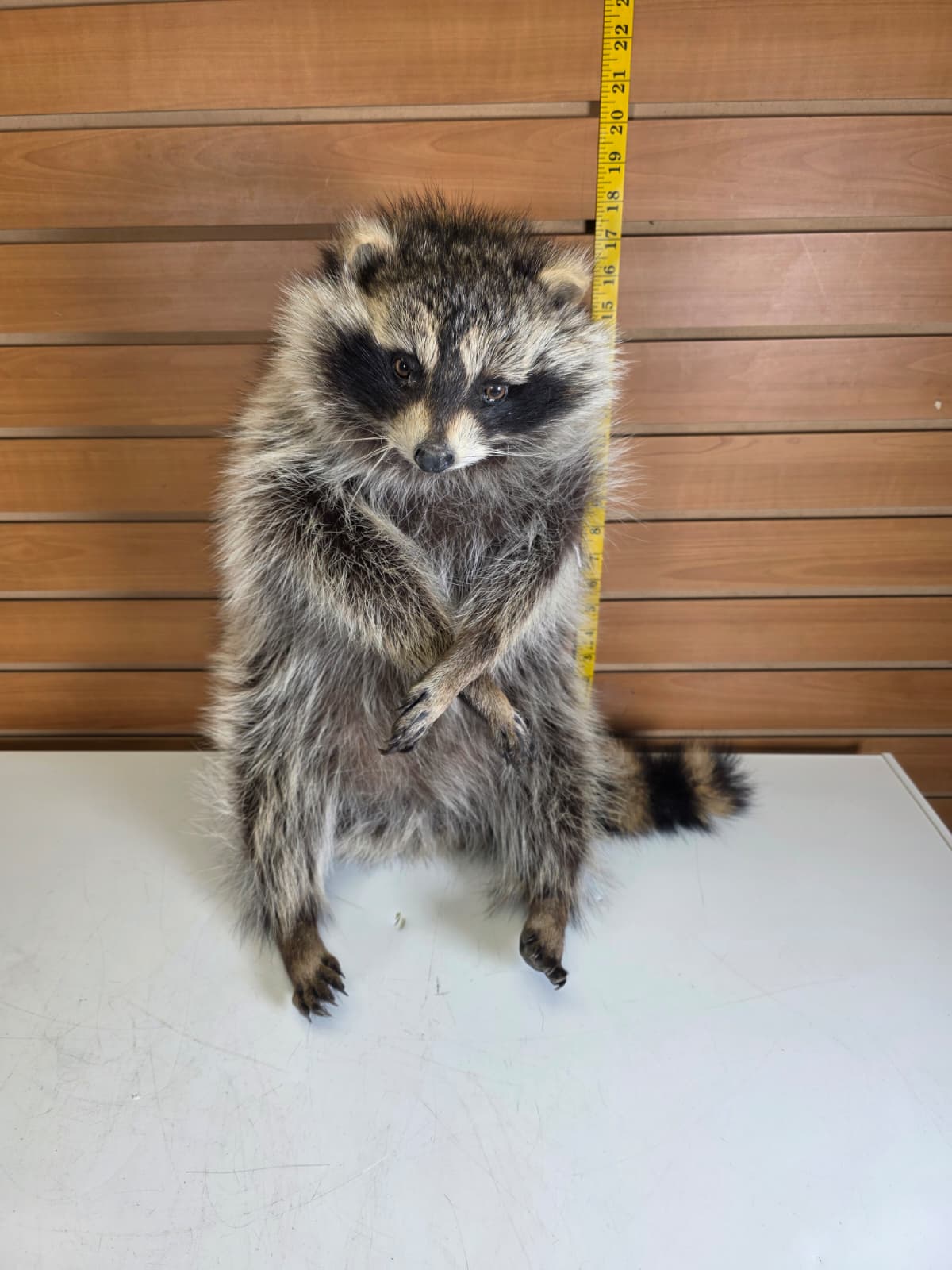 Fhkmc6 - Jumbo Raccoon Taxidermy – 18” Lifelike Display