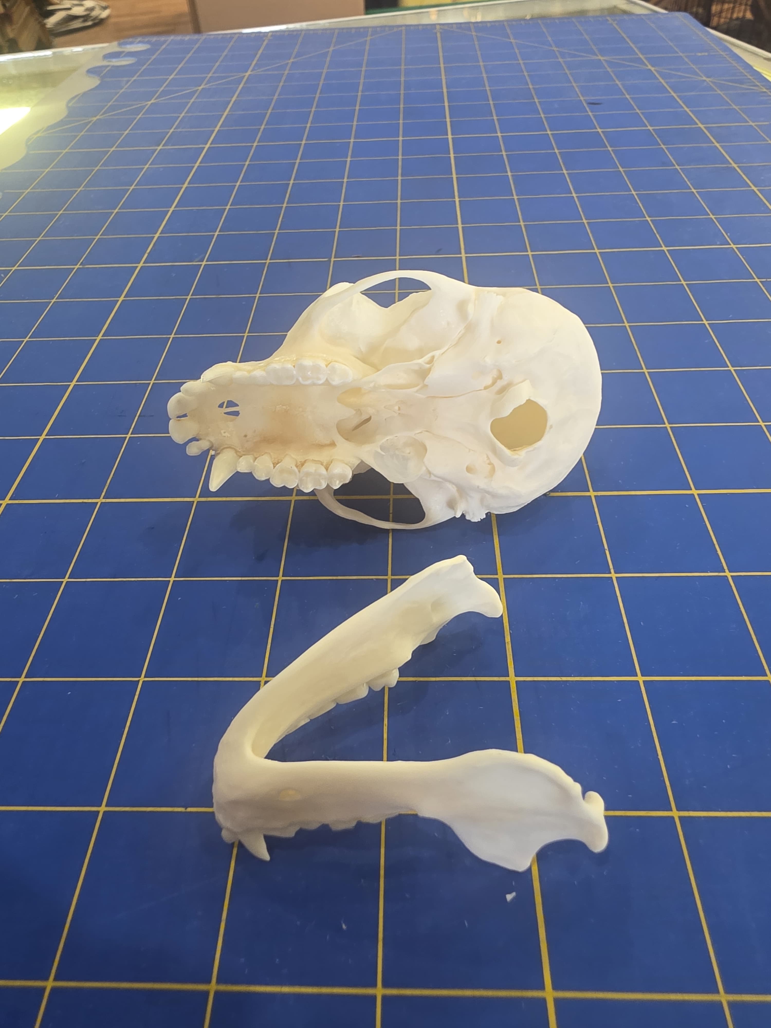 Fhmk10 - Spot-Nosed Monkey Skull – Authentic Primate Skull Display