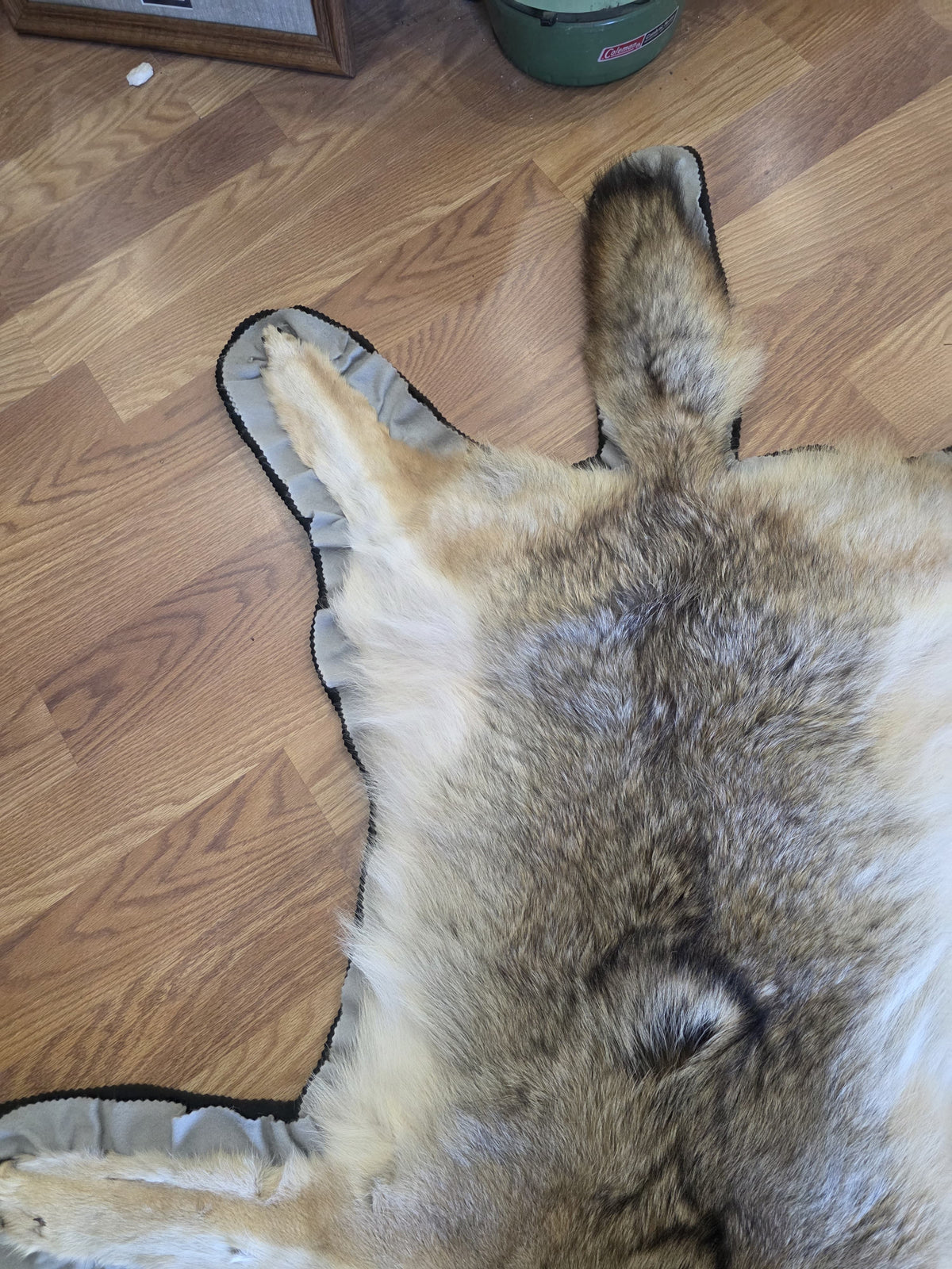 FHEB1016A - Exquisite Handcrafted coyote Taxidermy Rug