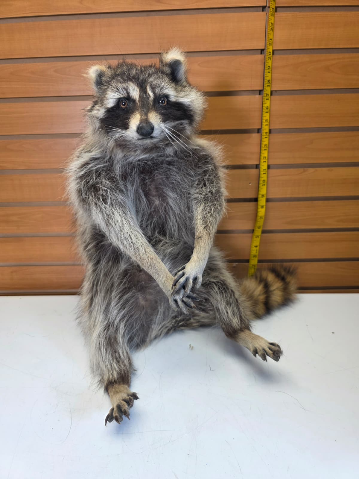 Fhkmc10 - Raccoon Taxidermy full body mount