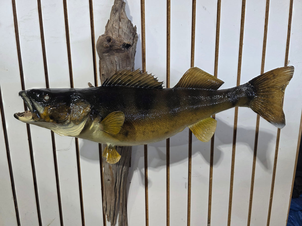 Comb115 - Trophy-Class 26" Walleye Fish Taxidermy Mount
