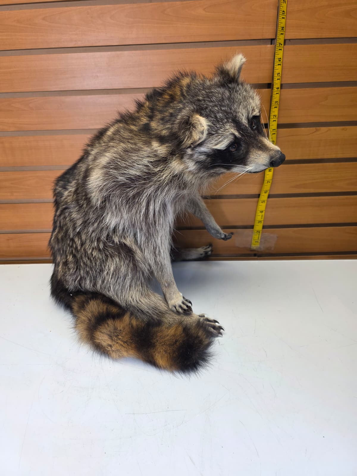 Fhkmc13 - Raccoon Taxidermy full body mount