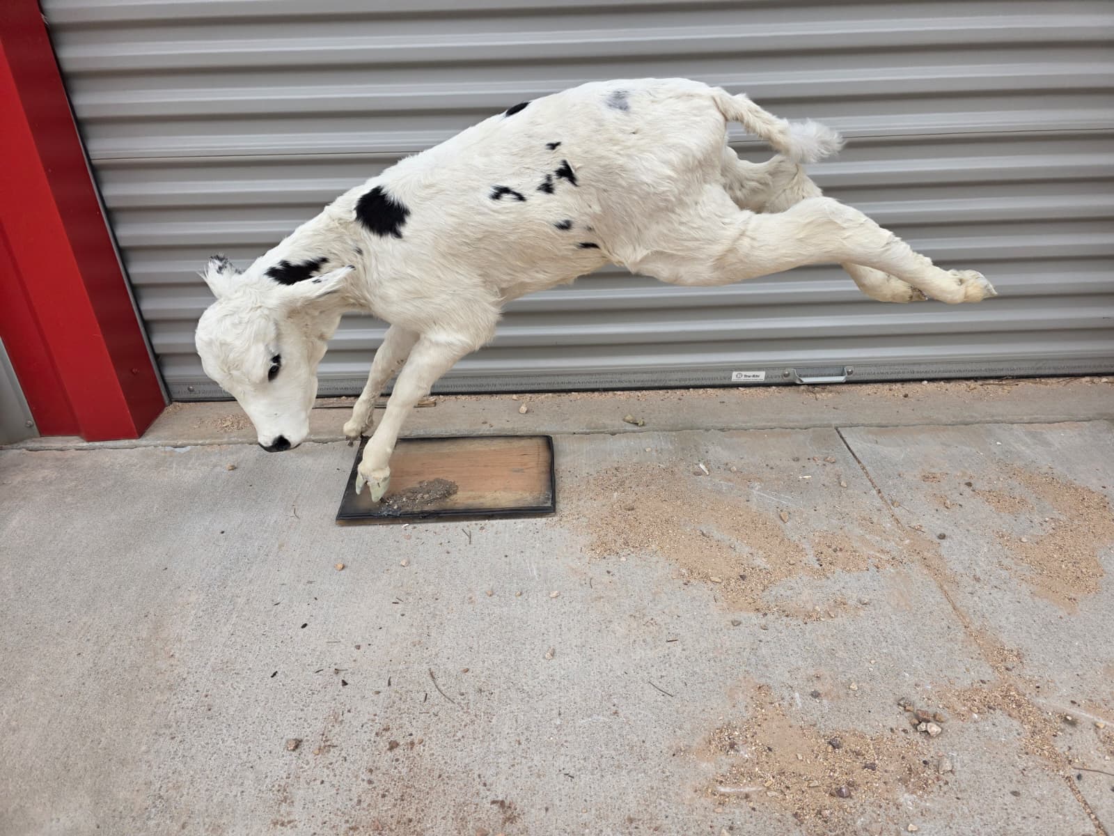 Jtv413 - Buckin Calf Taxidermy – Lifelike Display