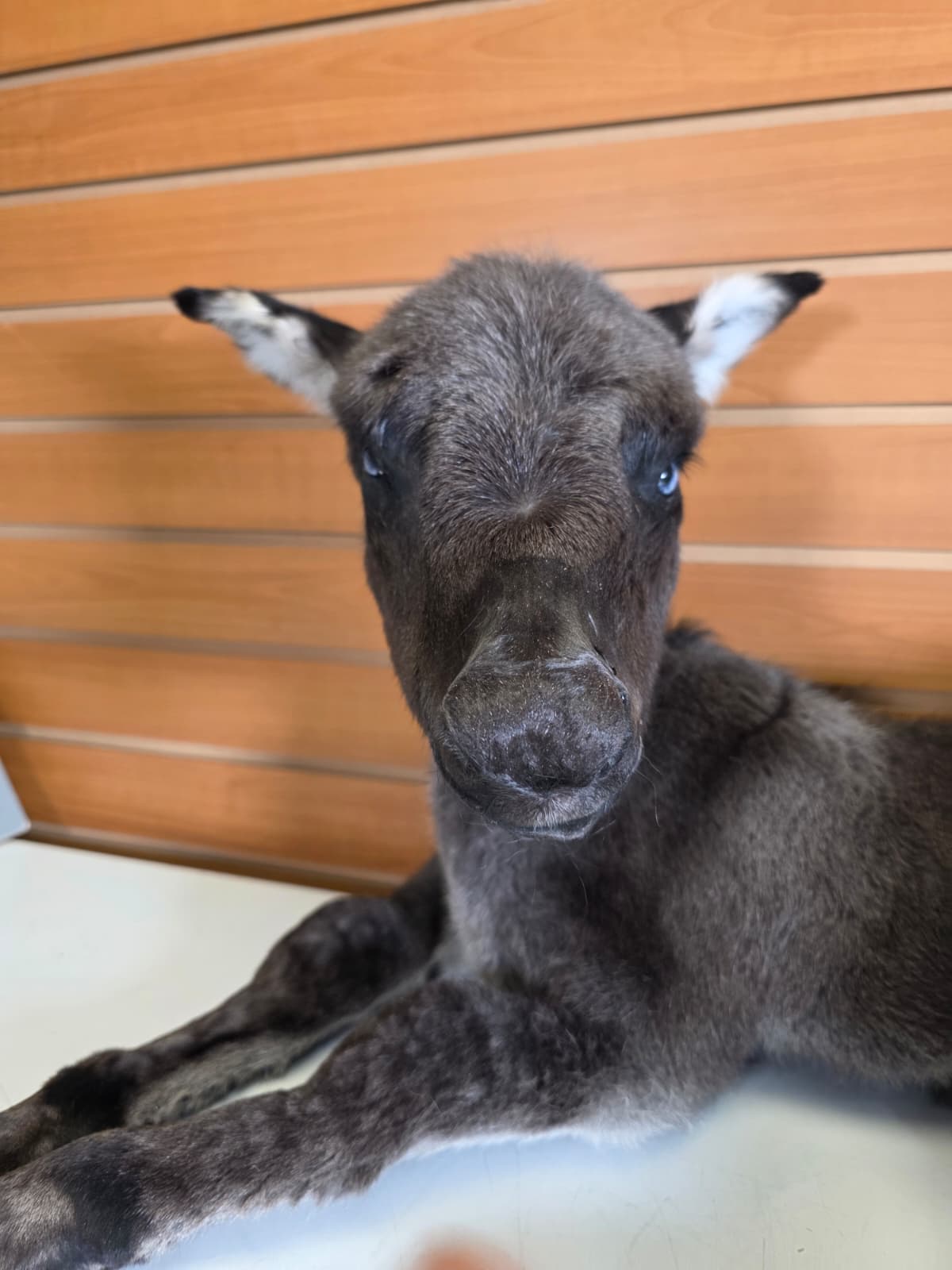 Fhkmd1 - Baby Sicilian Donkey Taxidermy – Lifelike Display