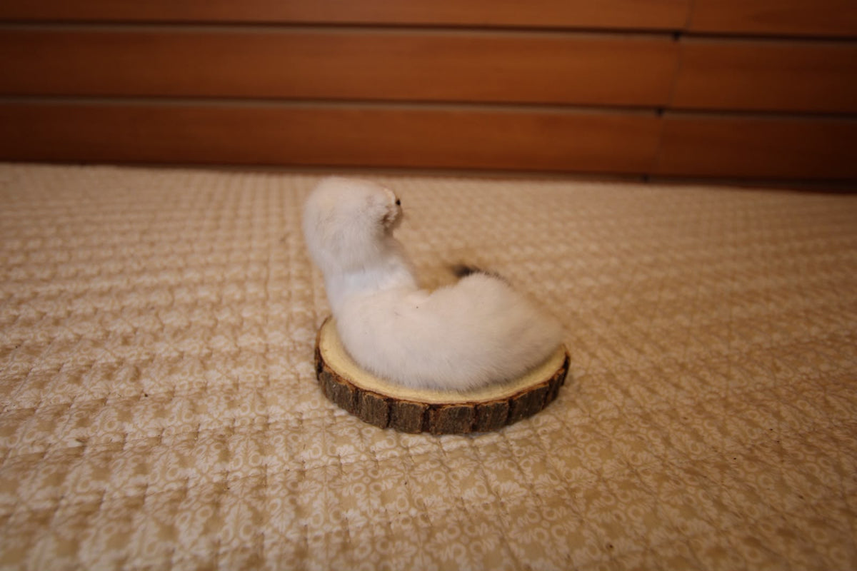 FHWEAS002 - Winter White Ermine (Short-Tailed Weasel) Taxidermy Mount