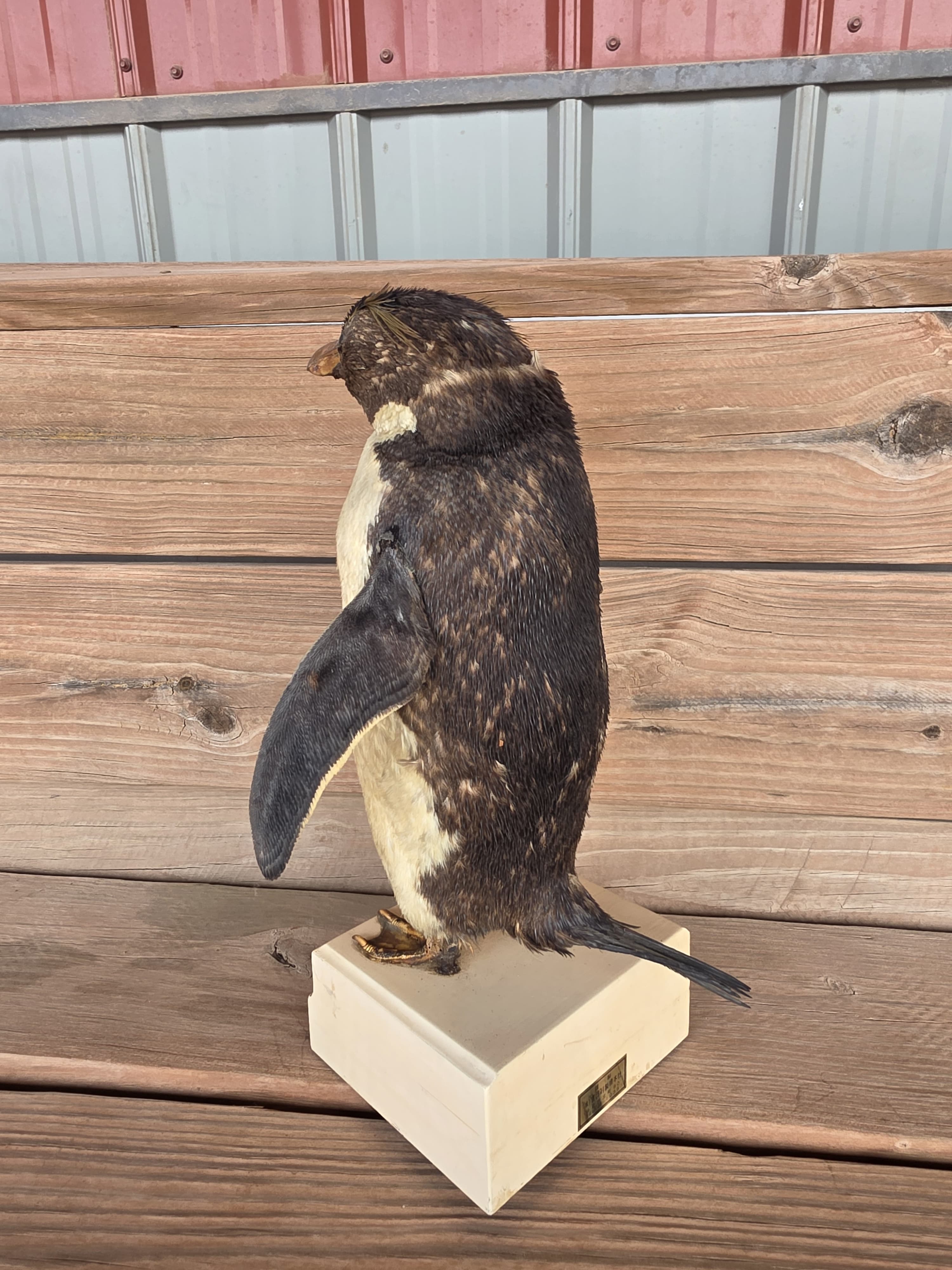 FHPN1 - Rockhopper Vintage Taxidermy Penguin