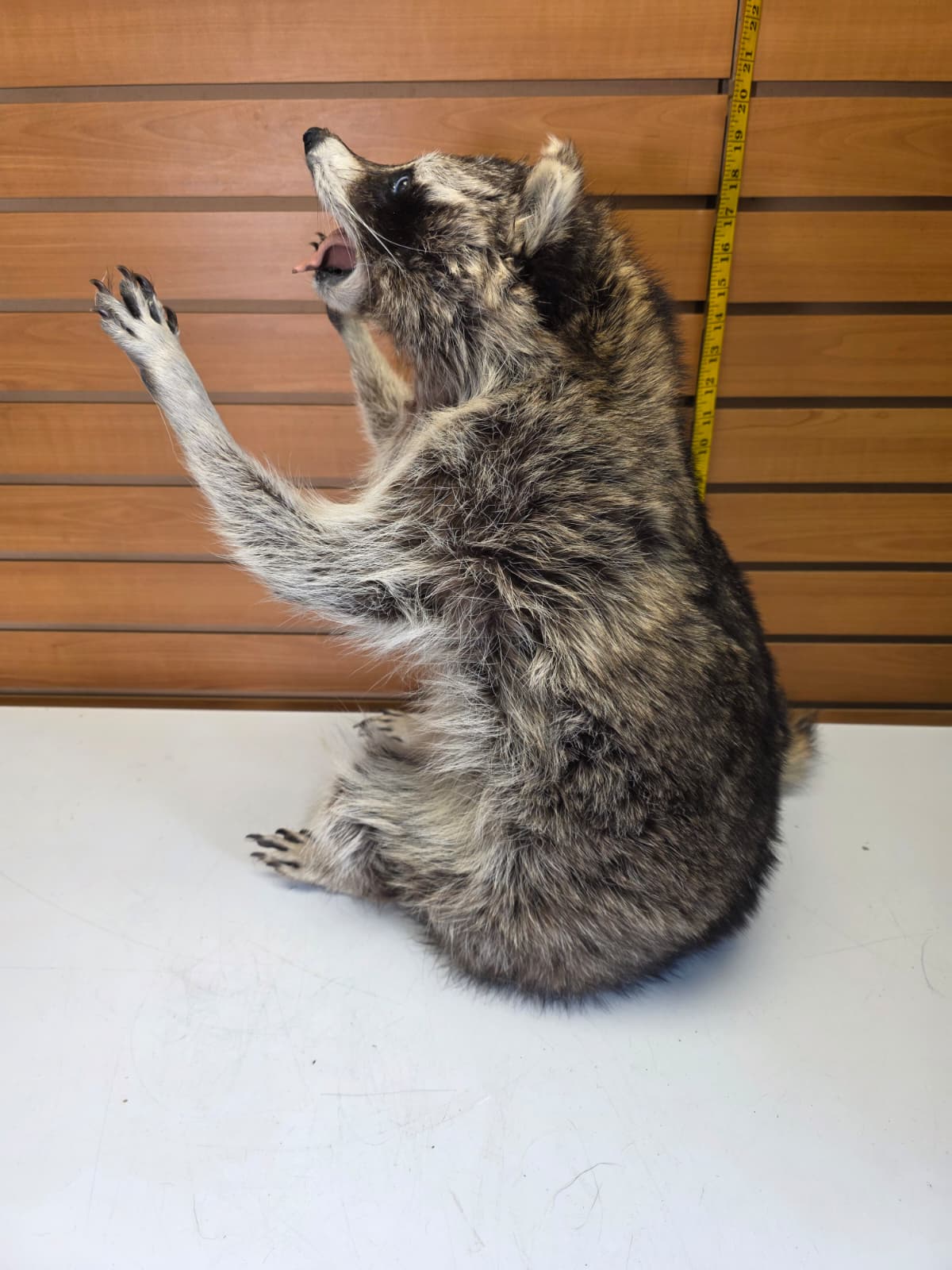 Fhkmc12 - Raccoon Taxidermy full body mount