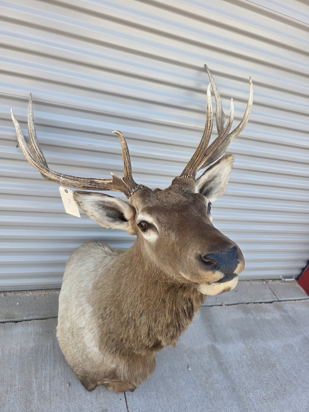 FHBIN6 - Authentic Rocky Mountain Bull Elk Taxidermy Shoulder Mount