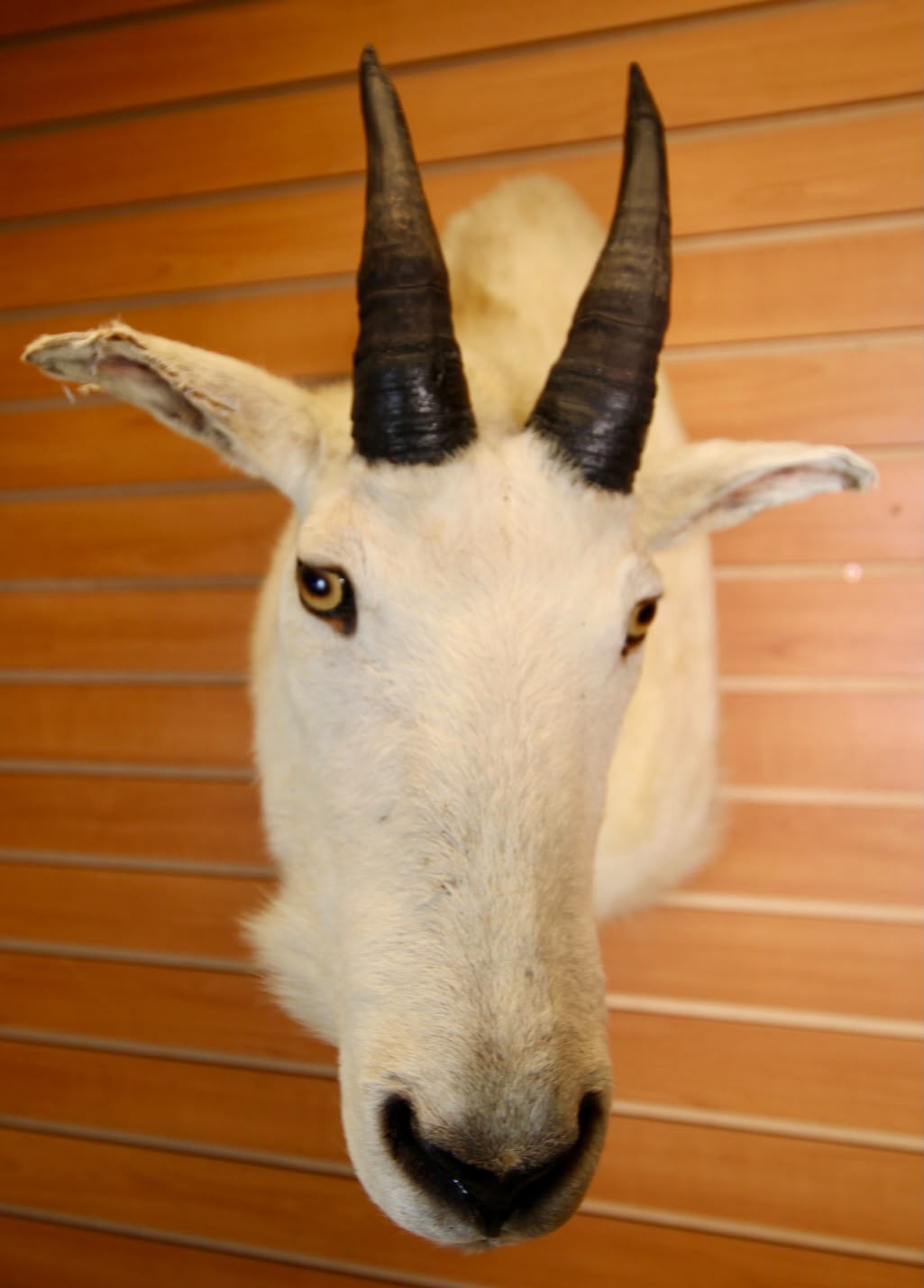 FHMGOA01 - Stunning Taxidermy Mountain Goat Head