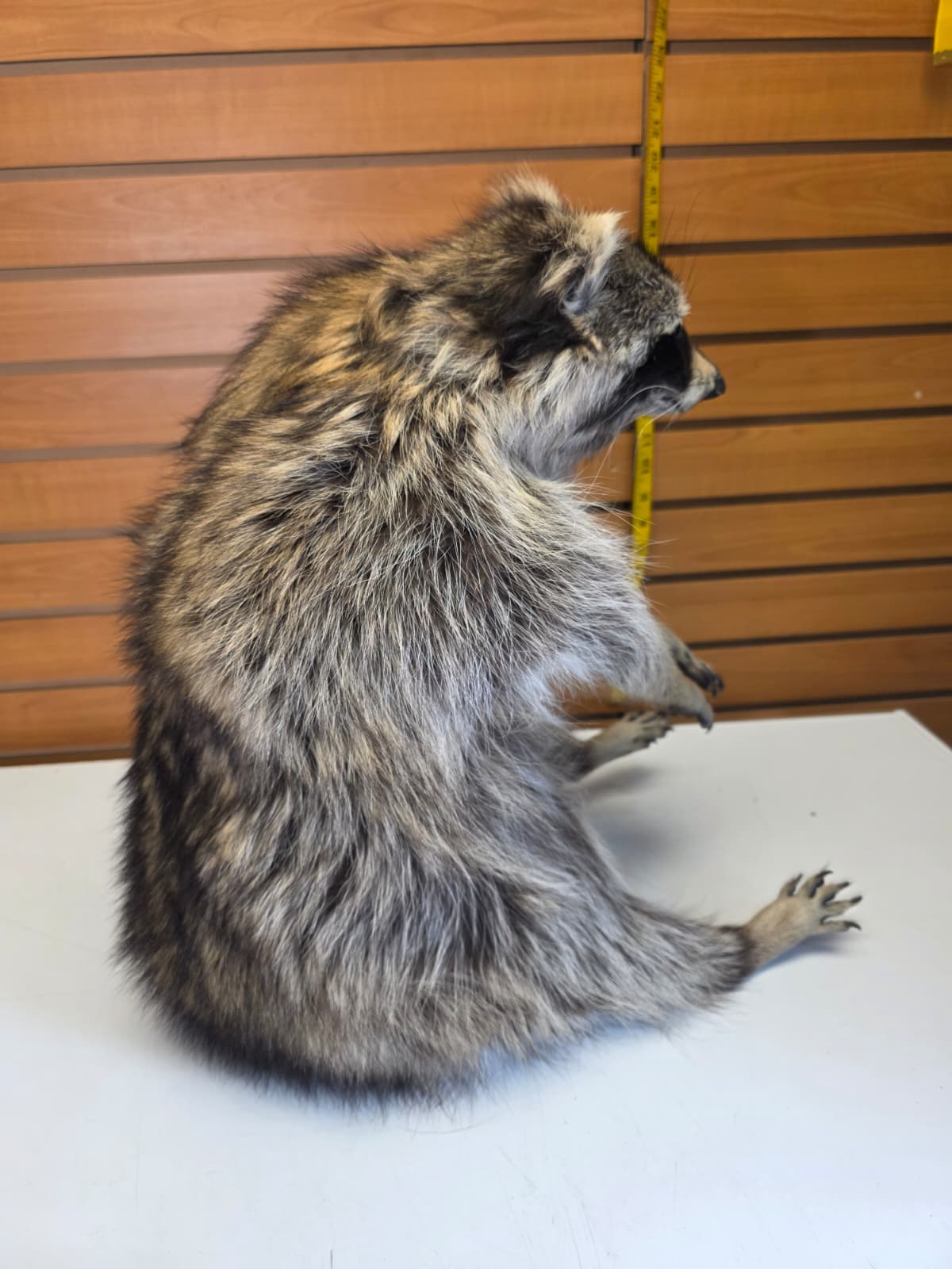 Fhkmc10 - Raccoon Taxidermy full body mount