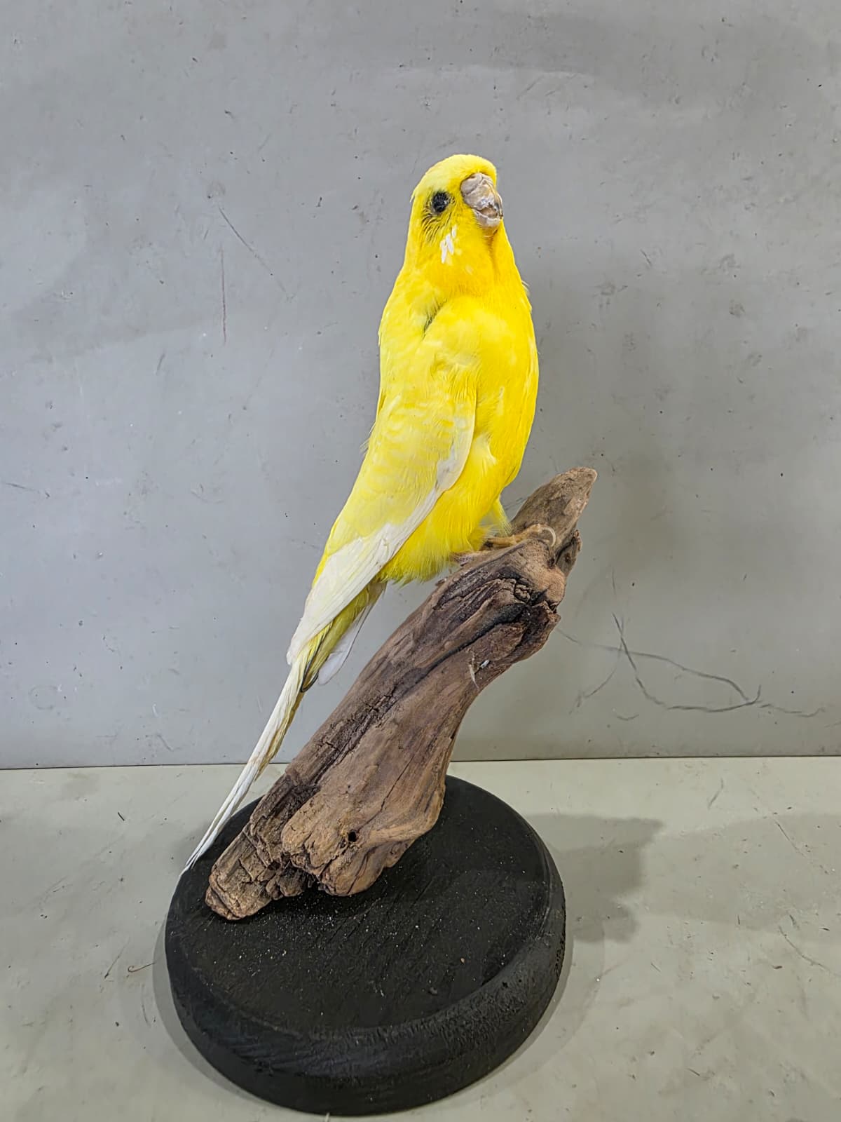 Fhcm87 - Yellow Budgie Parakeet Taxidermy – Lifelike Display