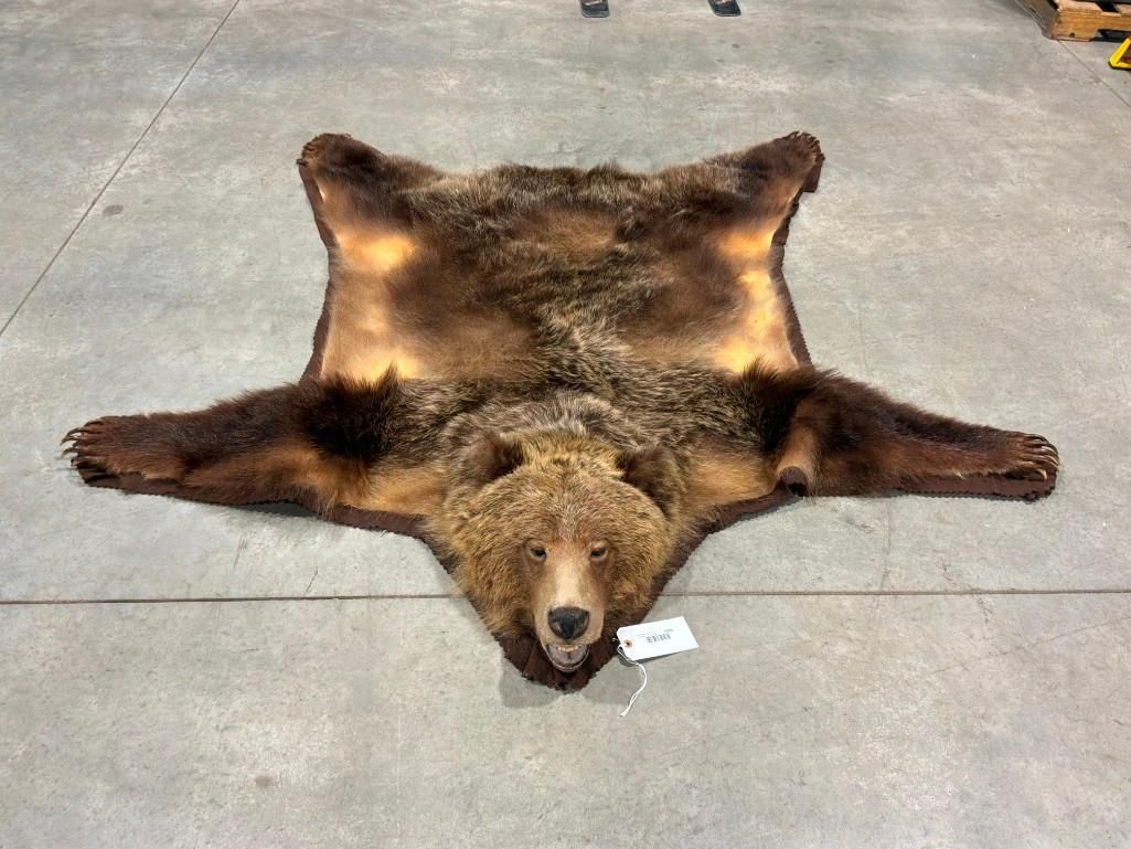 FHAB41 - Grizzly bear rug with large claws and prime fur