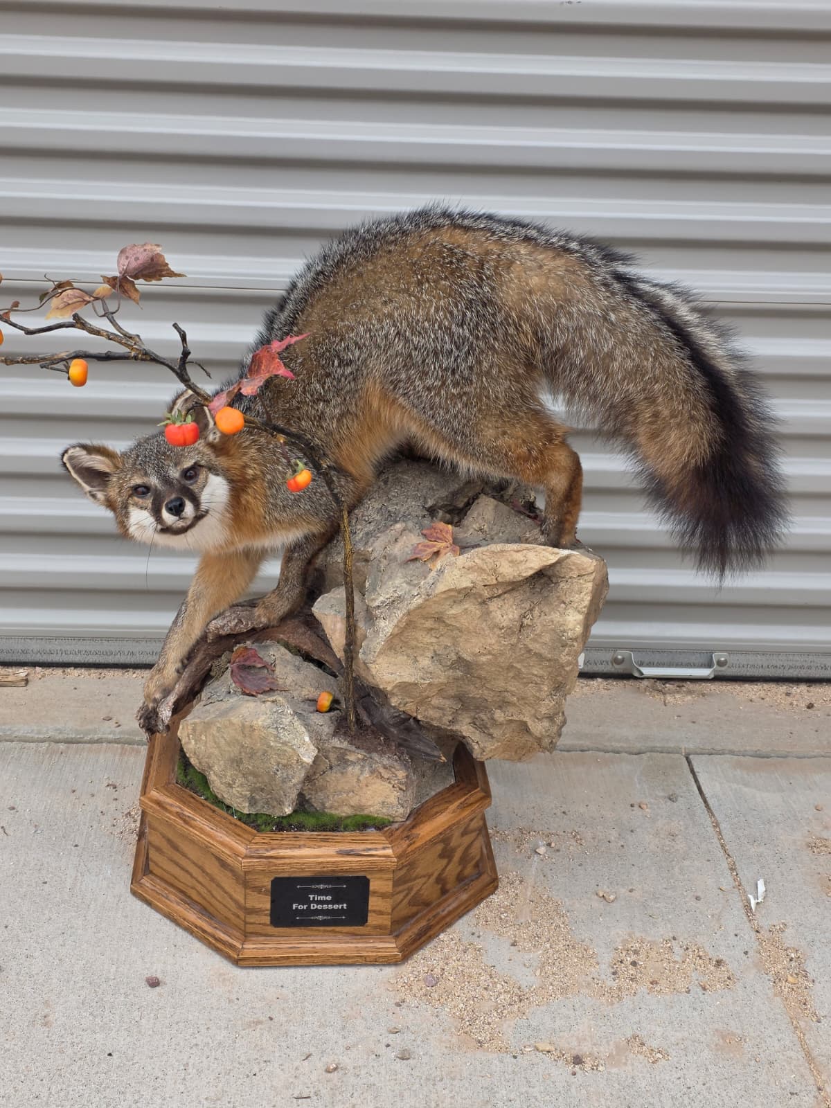 Fhcm81 - Grey Fox Taxidermy Lifelike Display