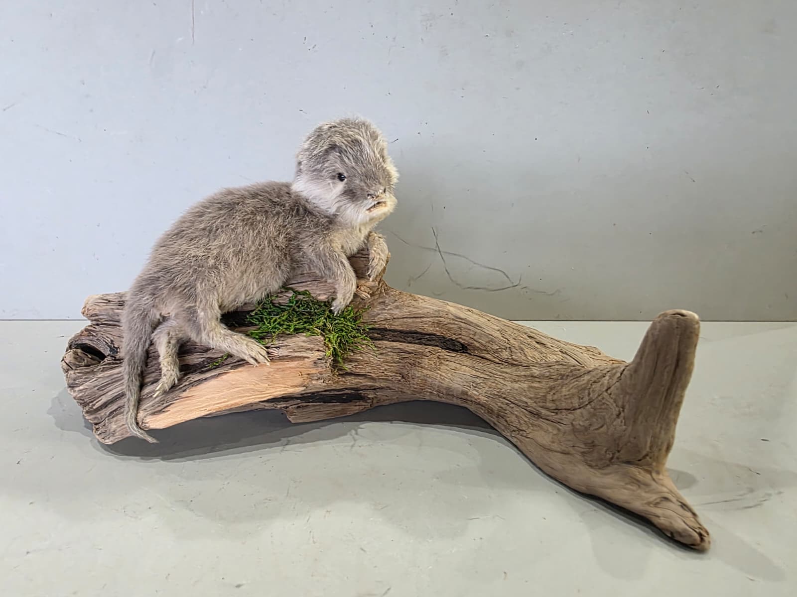 Fhcm94 - Baby Otter Taxidermy Lifelike Display