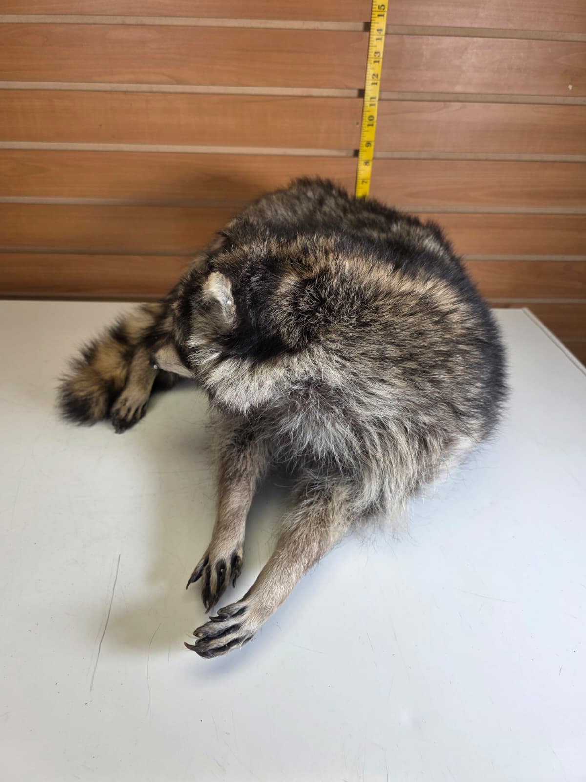 Fhkmc8 - Jumbo Raccoon Taxidermy – Lifelike Display