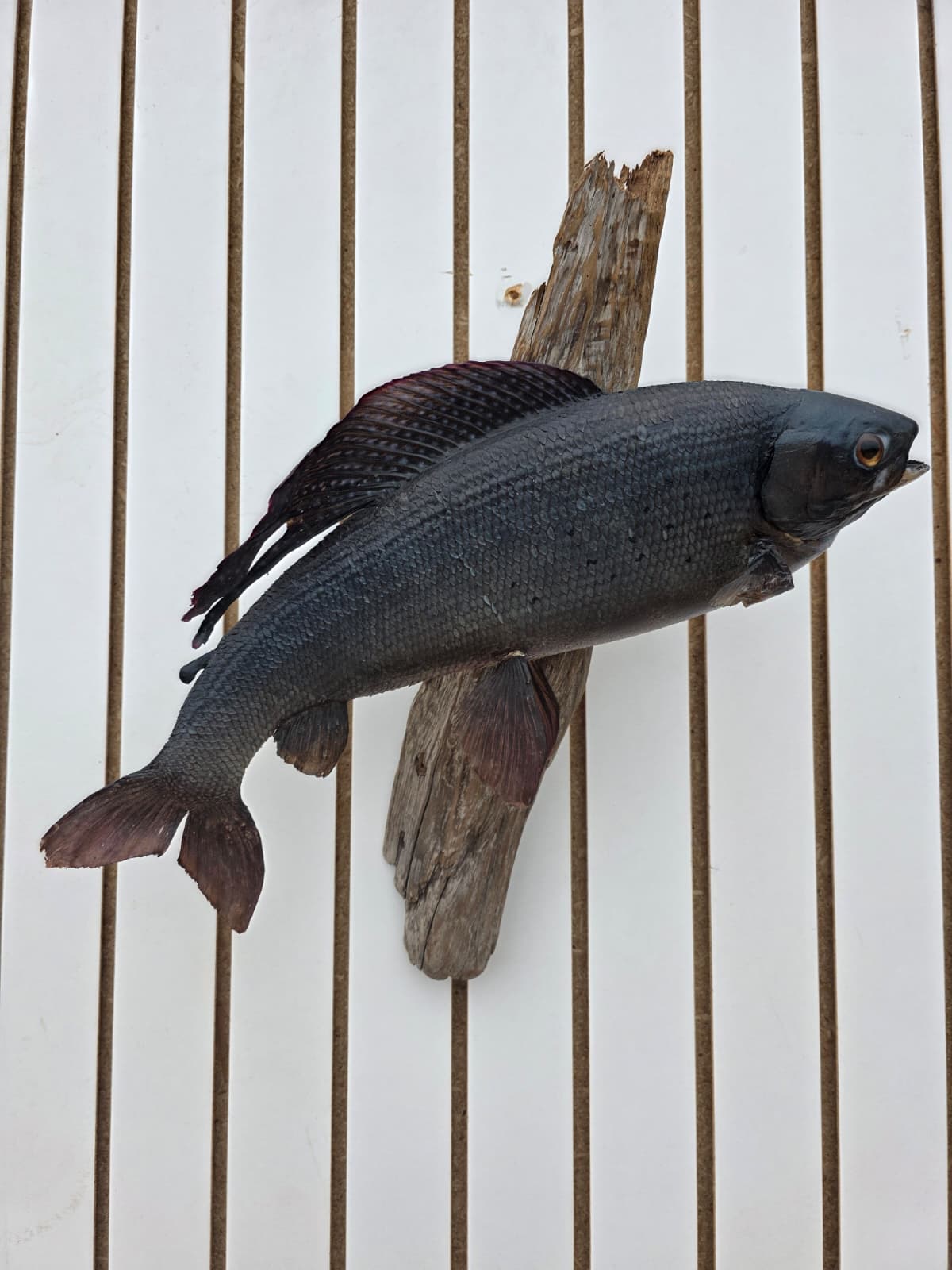 Fhcm77 - Graying Fish Taxidermy –Lifelike Display