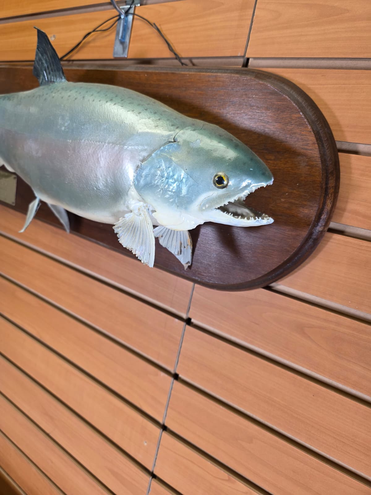 Jtv456 - 25" Trout Taxidermy Mount – Lifelike Freshwater Display
