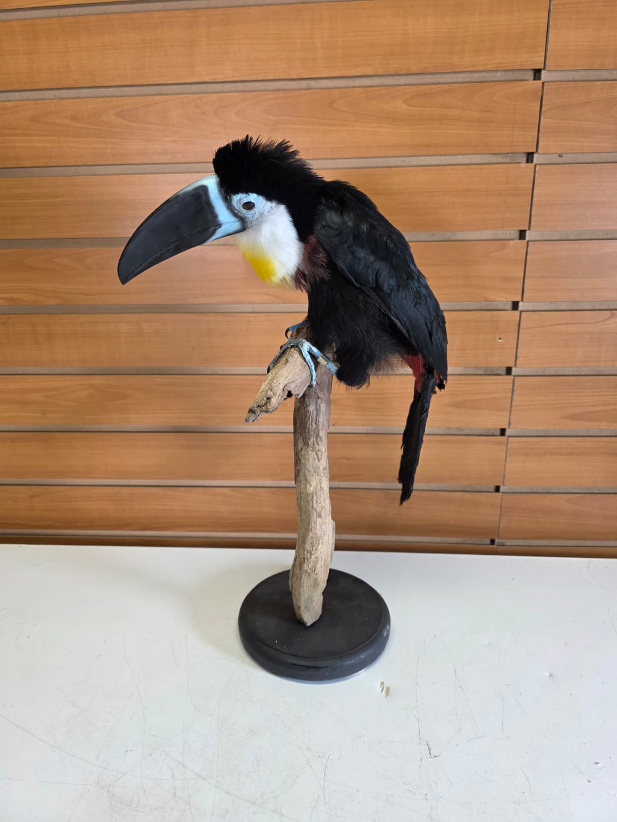 Fhcm104 - Channel-Billed Toucan Taxidermy – Exotic Lifelike Display