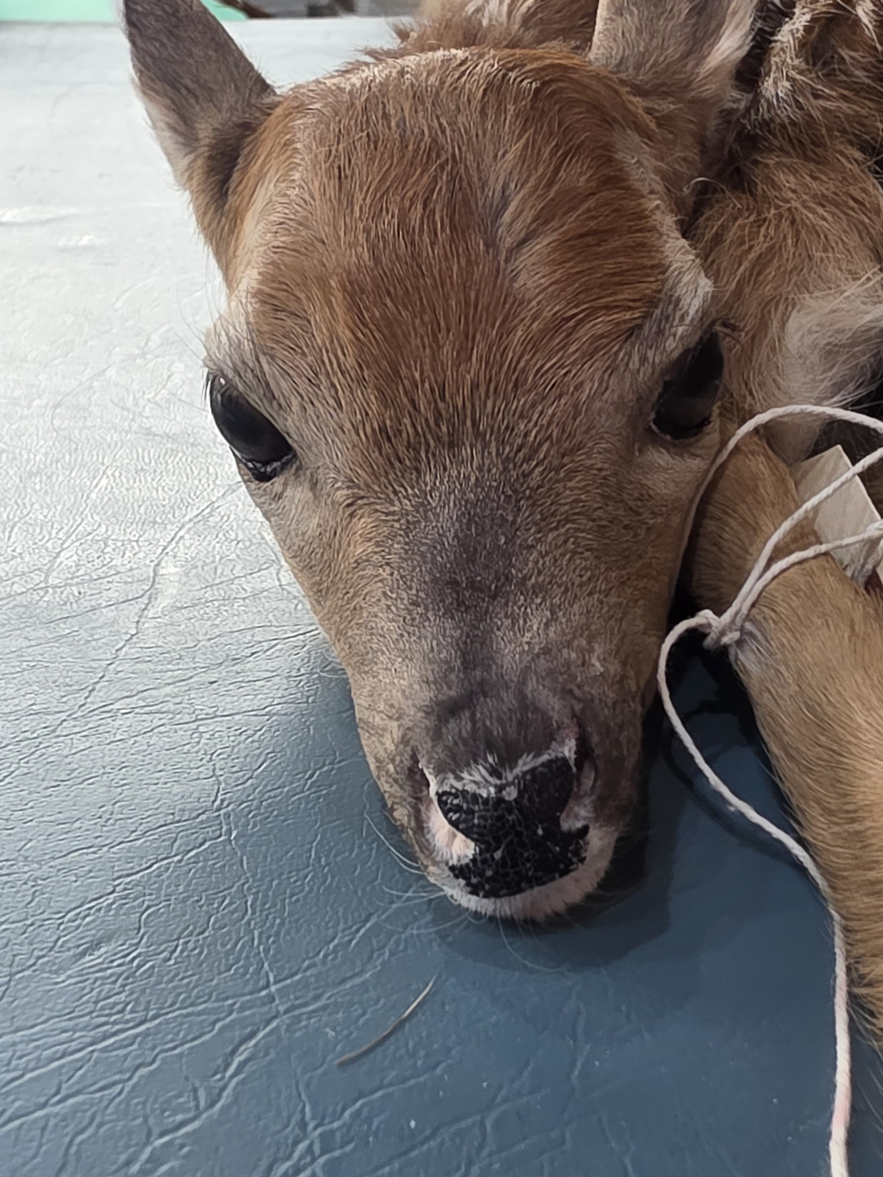 Fhden10 - Fawn Deer Taxidermy Mount