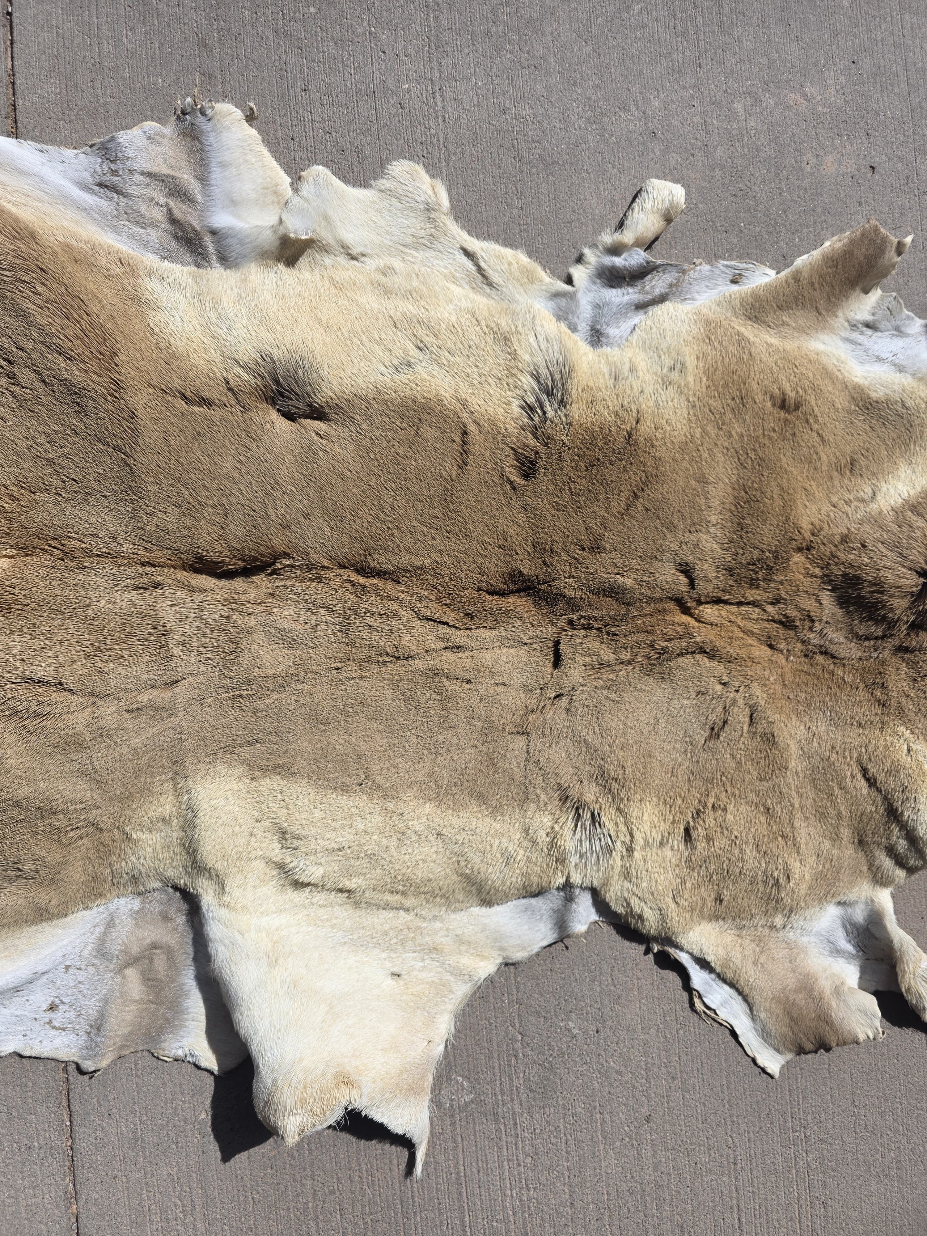 FHRAN88 - Natural Pronghorn Antelope Hide / Fur – 40” x 23”