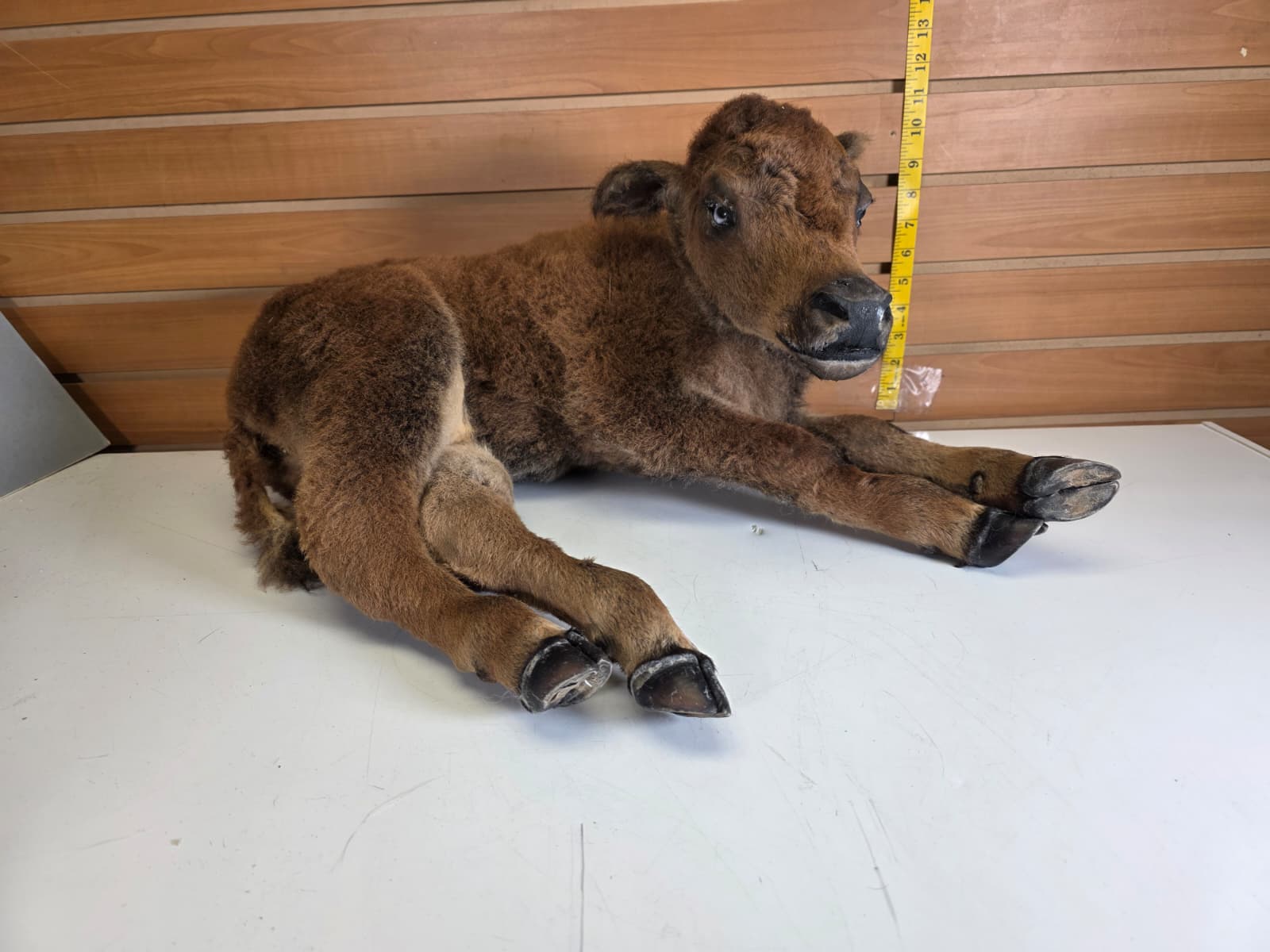 Fhkmbis1 - Baby Bison / Buffalo Calf Taxidermy – Lifelike Display