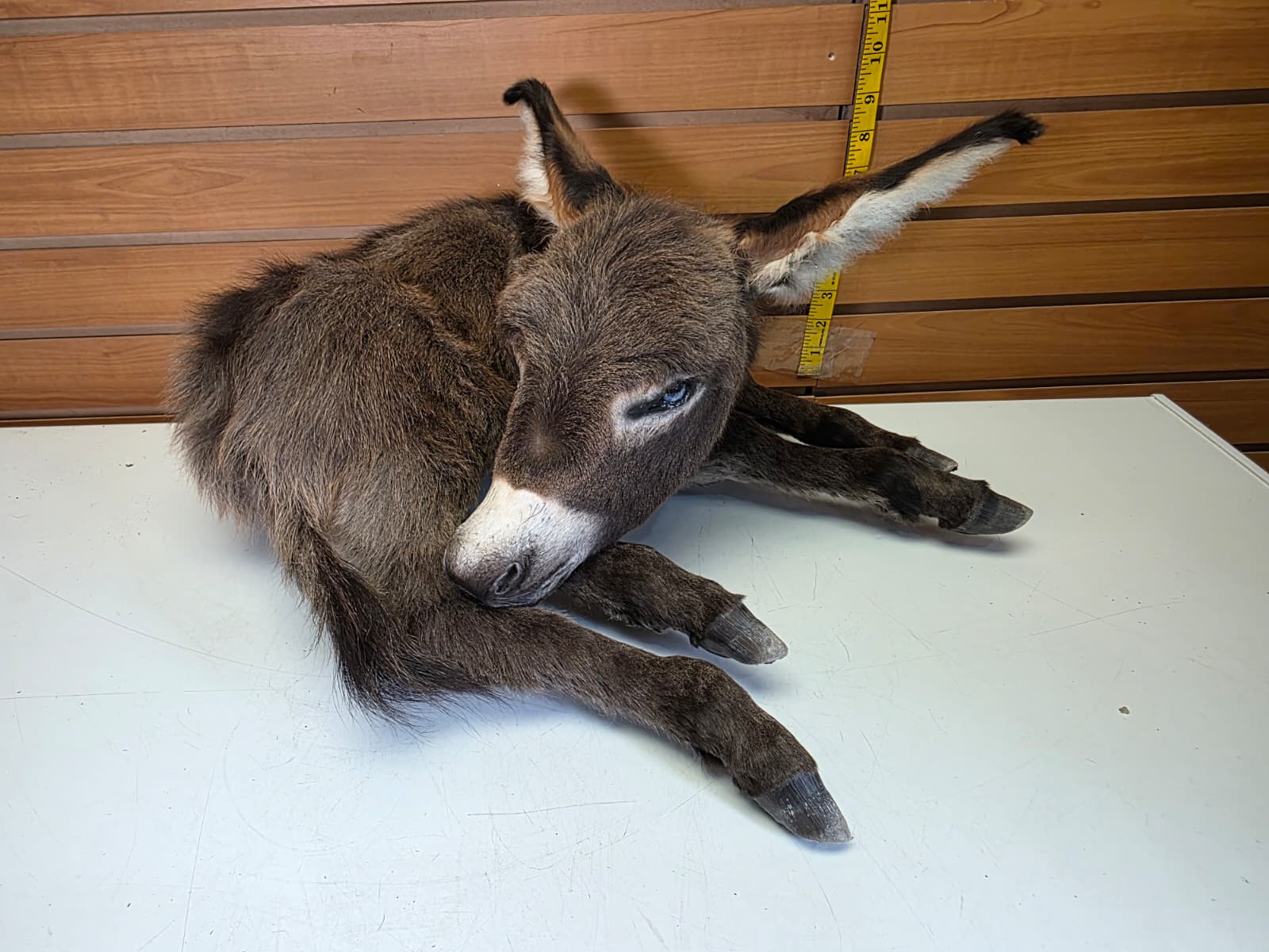 Fhkmd2 - Baby Sicilian Donkey Taxidermy – Lifelike Display