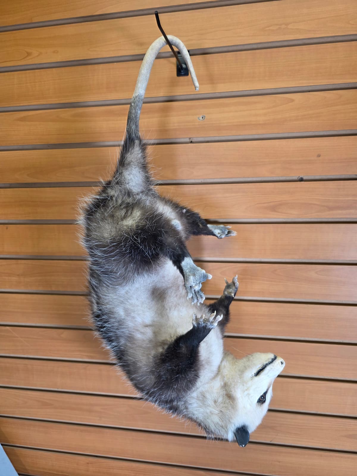 Fhkmp1 - Opossum Taxidermy – Lifelike