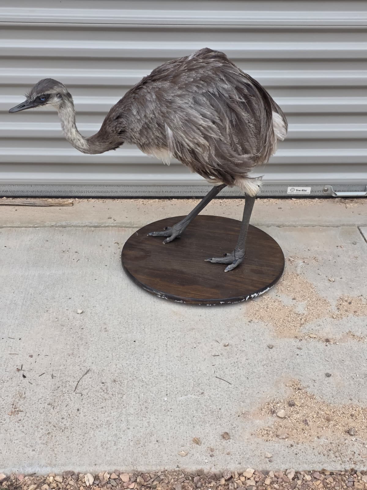 Fhcm80 - Juvenile Rhea Taxidermy – Knee-High Lifelike Display