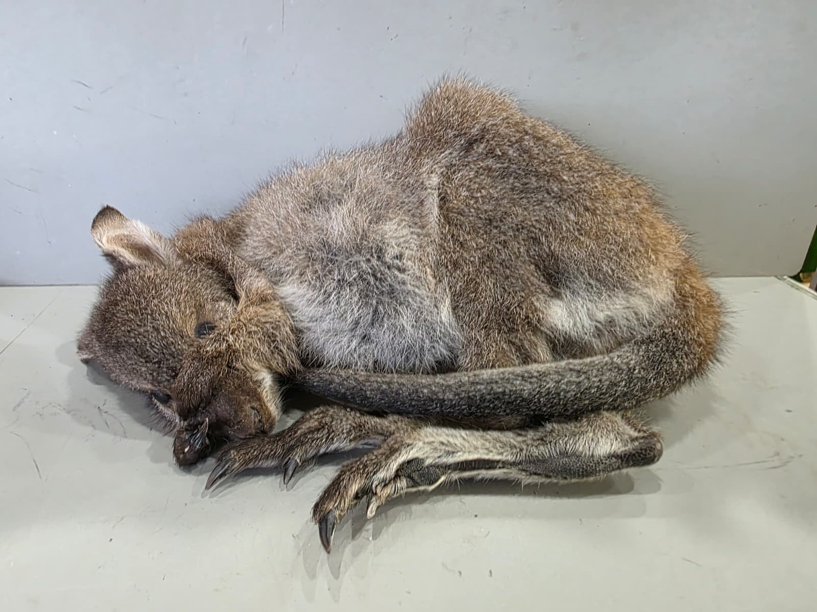 Fhcm91 - Baby Wallaby/Kangaroo Taxidermy –Lifelike Display