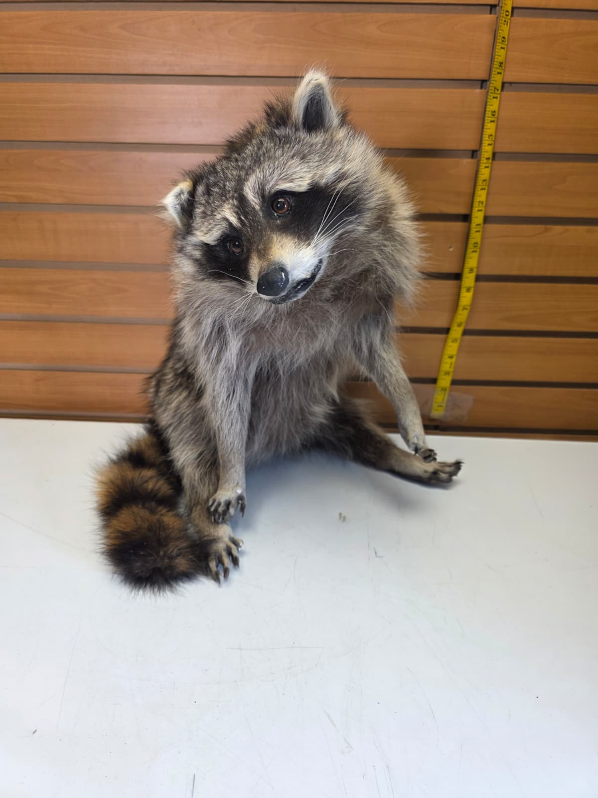Fhkmc13 - Raccoon Taxidermy full body mount