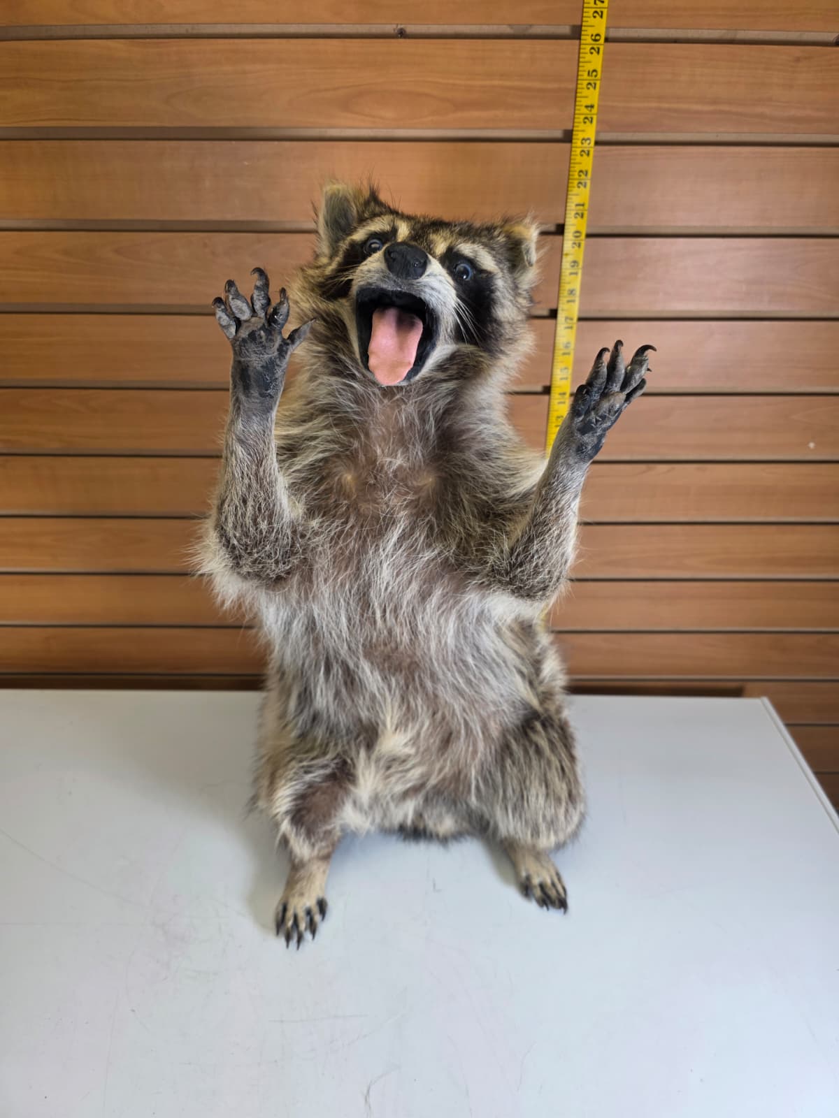 Fhkmc4 - Jumbo Raccoon Taxidermy – 22” Lifelike Display