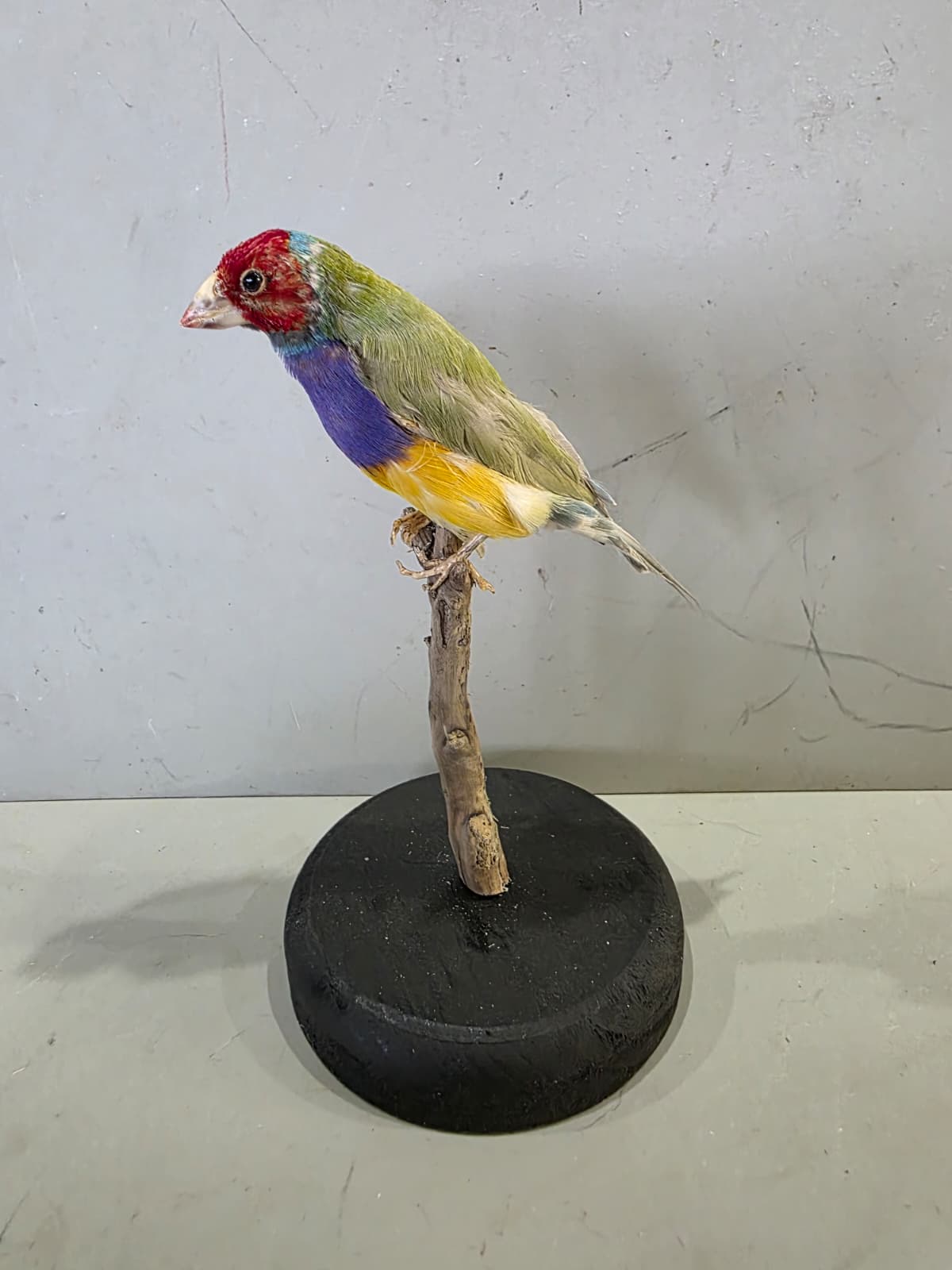Spl95 - Lady Gouldian Finch Taxidermy Lifelike Display