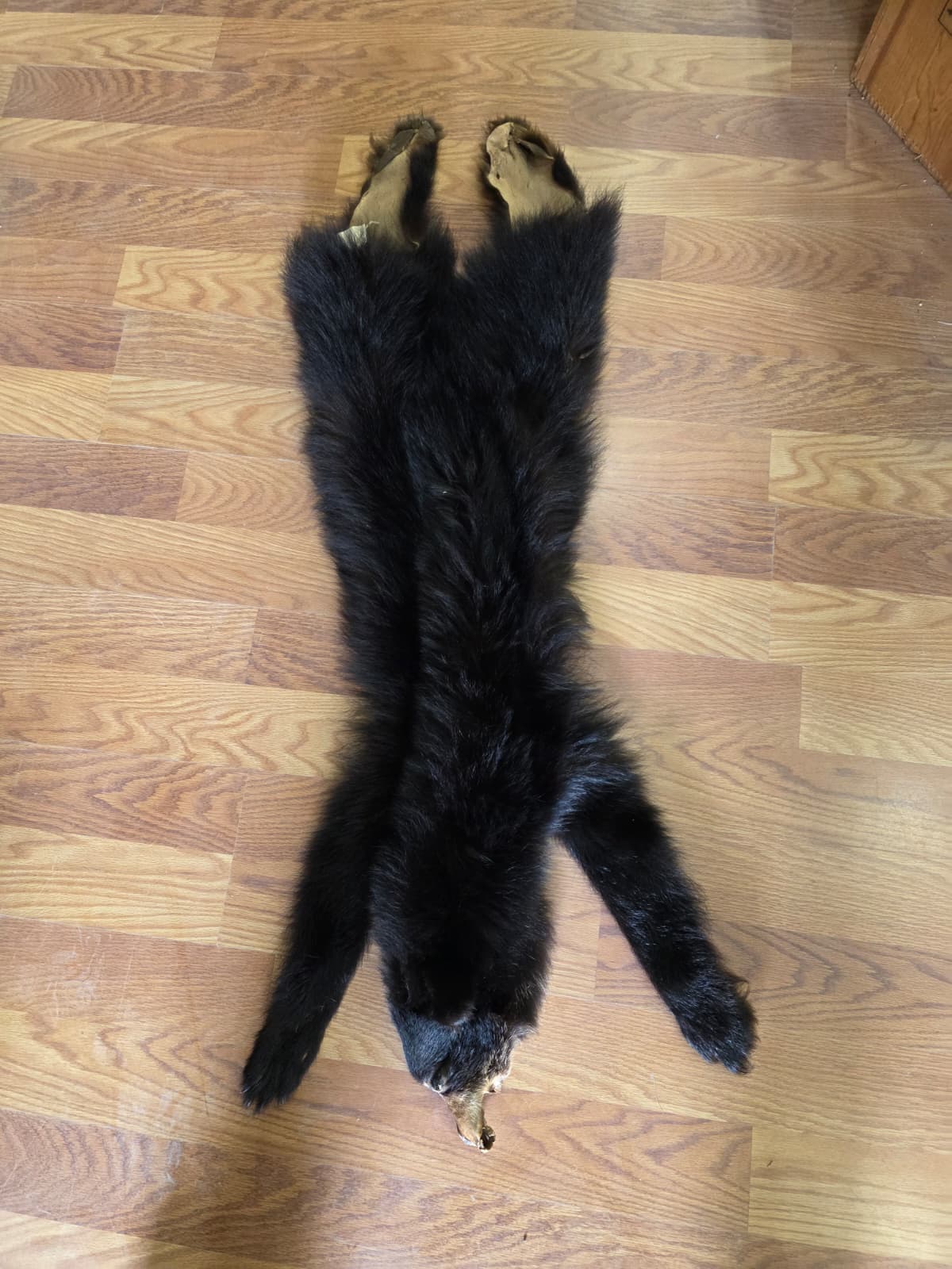 Fhcm105 - Bear Cub Hide Taxidermy – 45” Long Natural Display