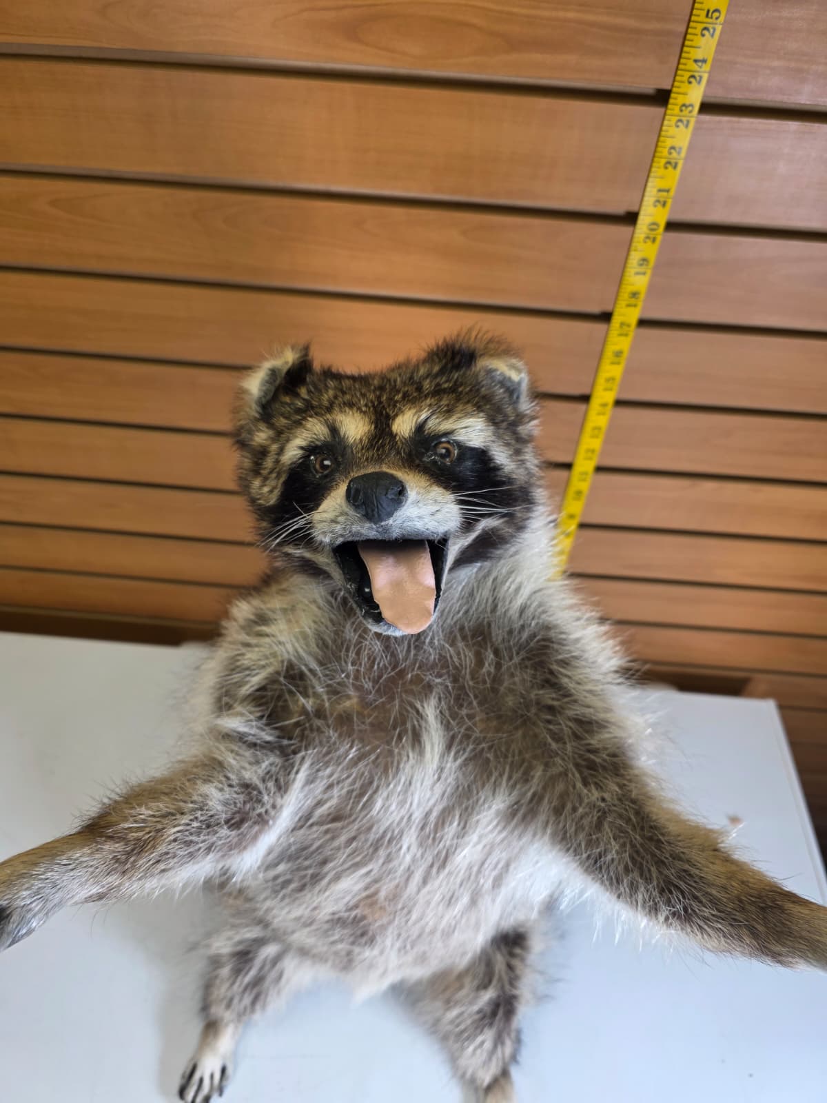 Fhkmc2 - Jumbo Raccoon Taxidermy – 22” Lifelike Display