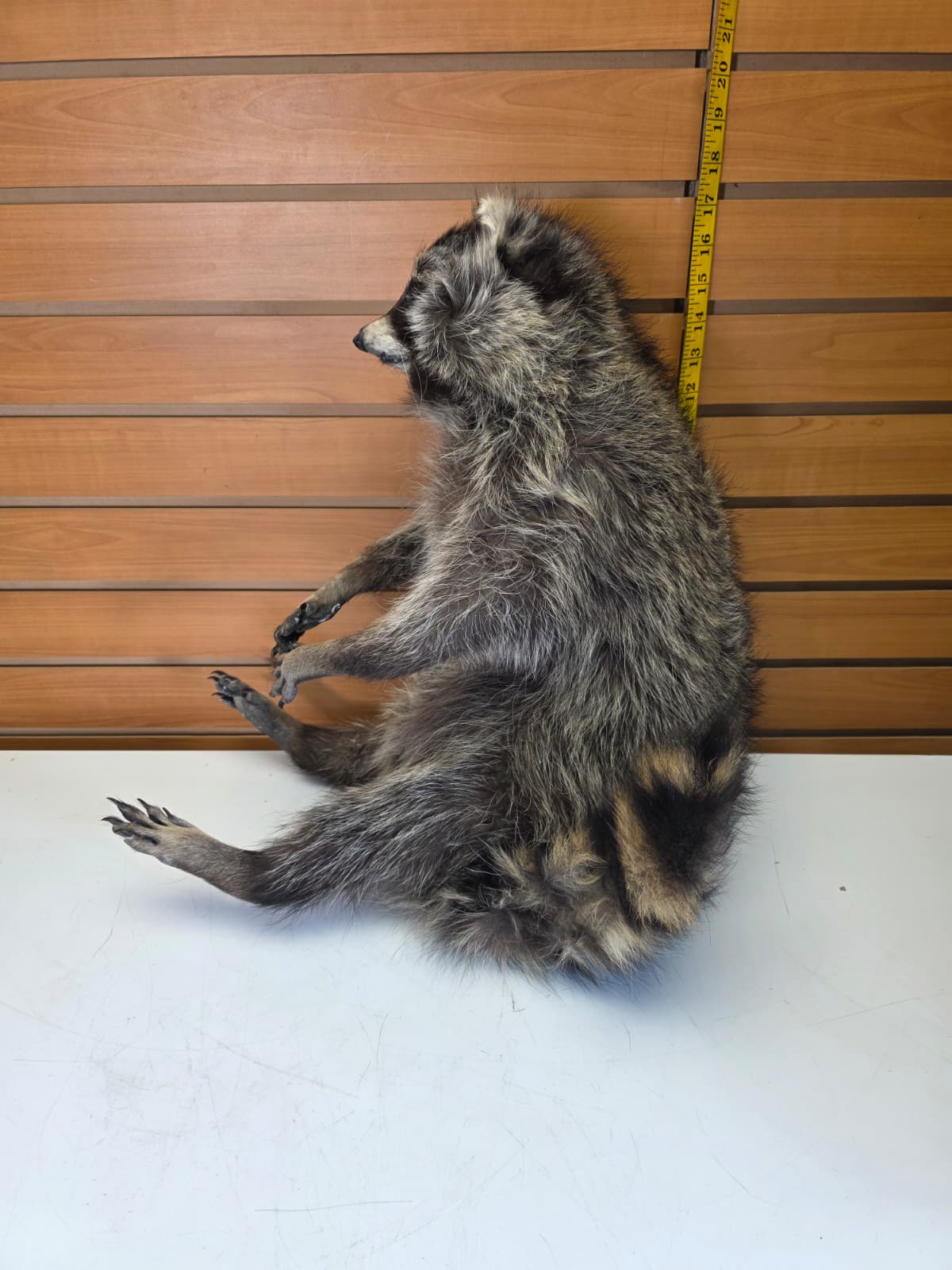 Fhkmc9 - Raccoon Taxidermy full body mount