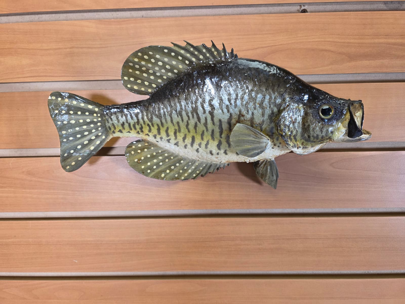 JTV403 - 12" Crappie Fish Mount – Elegant Compact Display