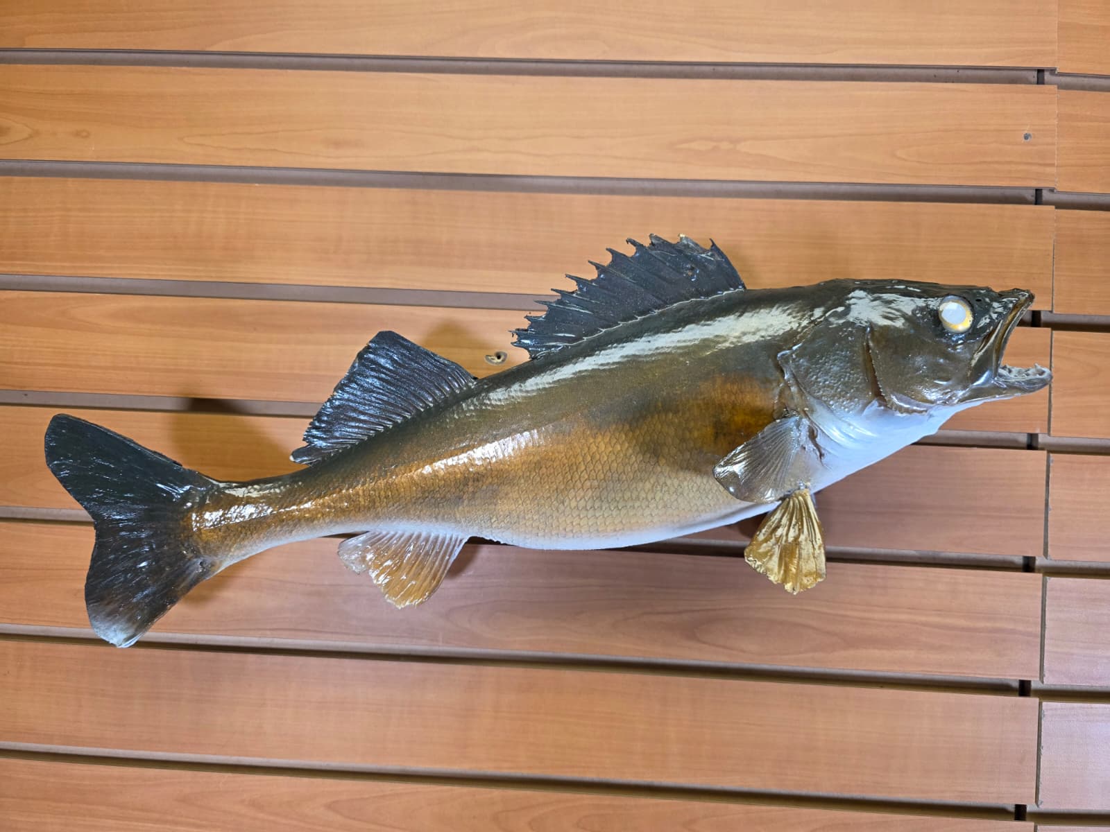 Jtv434 - 21" Walleye Taxidermy Mount – Lifelike Freshwater Display