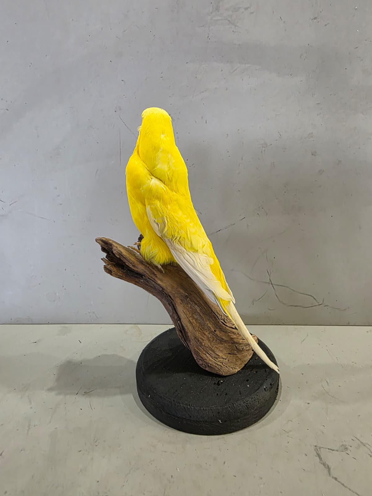 Fhcm87 - Yellow Budgie Parakeet Taxidermy – Lifelike Display