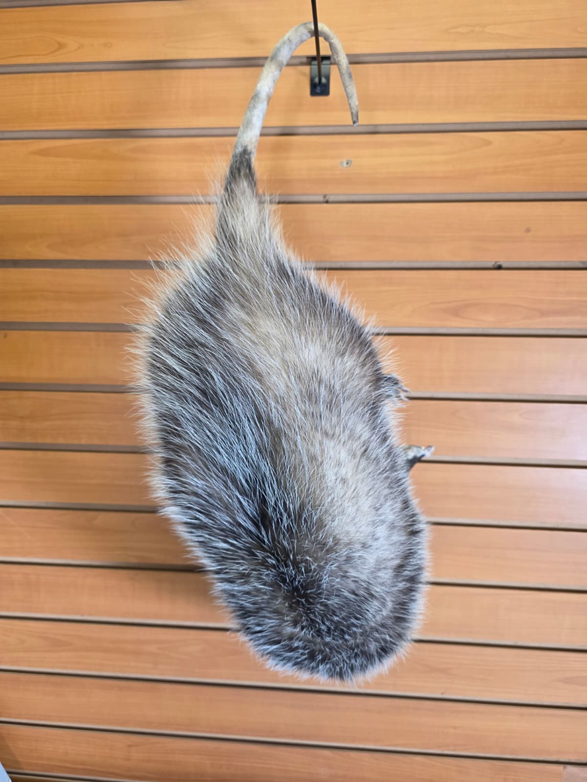 Fhkmp3 - Hanging Opossum Taxidermy mount