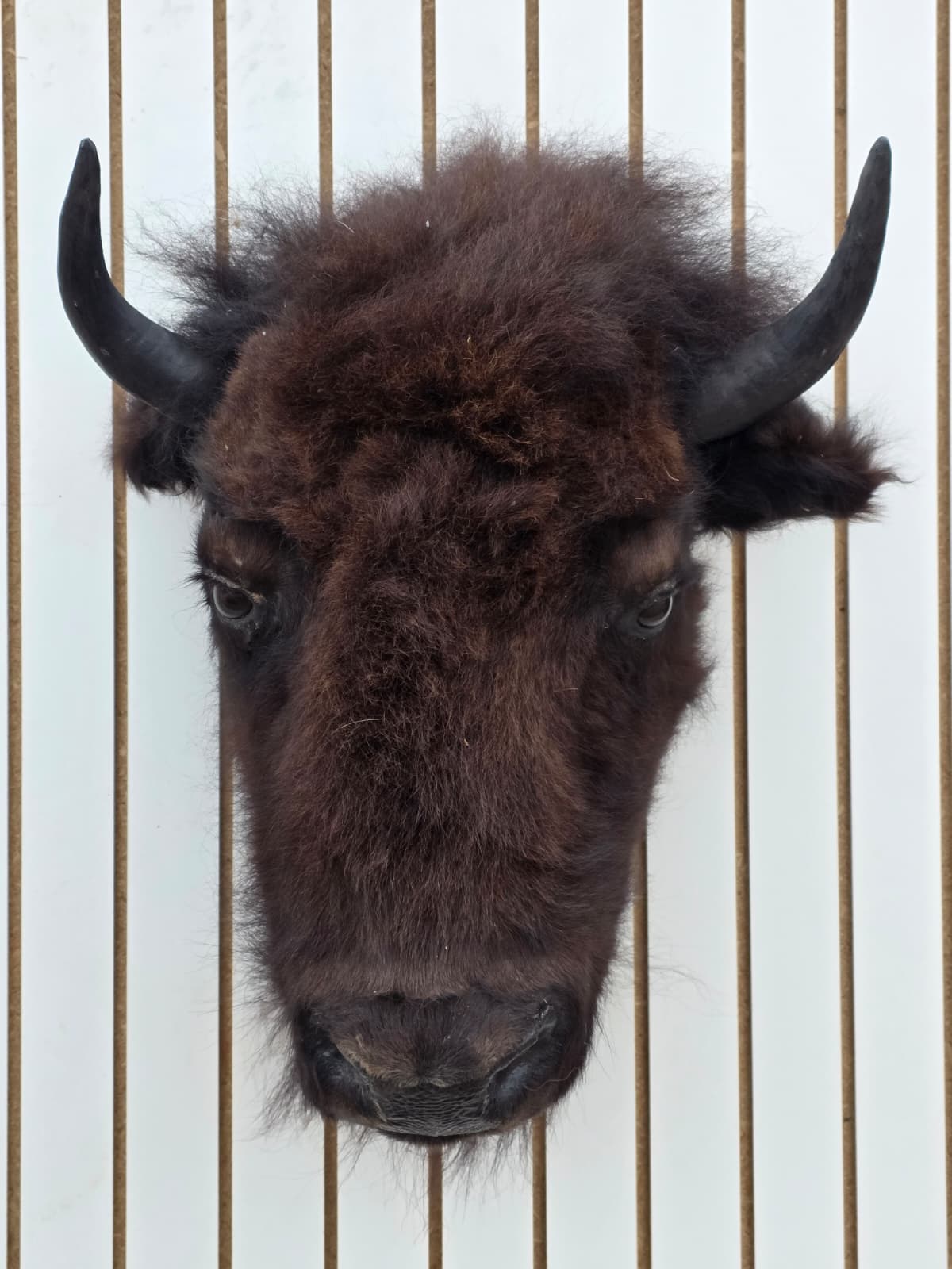 Fhbf2 - Real Buffalo / Bison neck Head Taxidermy Mount New
