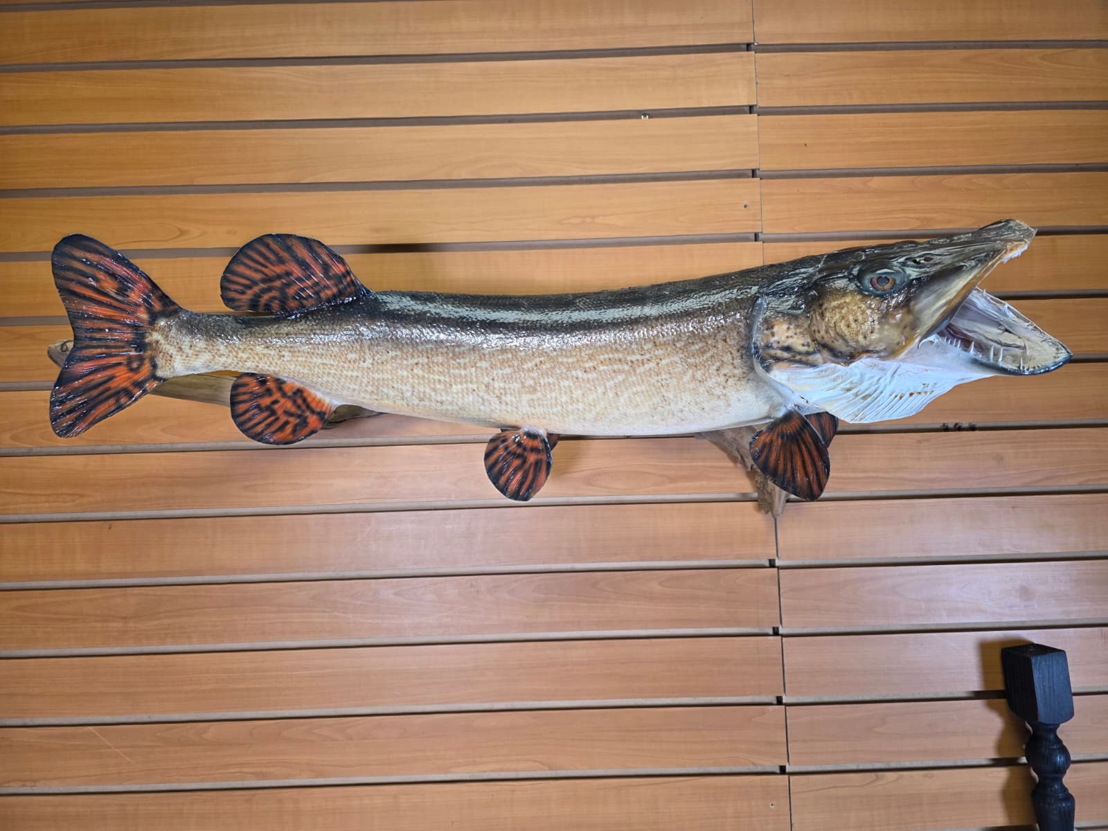 Jtv444 - 32" Northern Pike Taxidermy Mount – Bold Freshwater Display