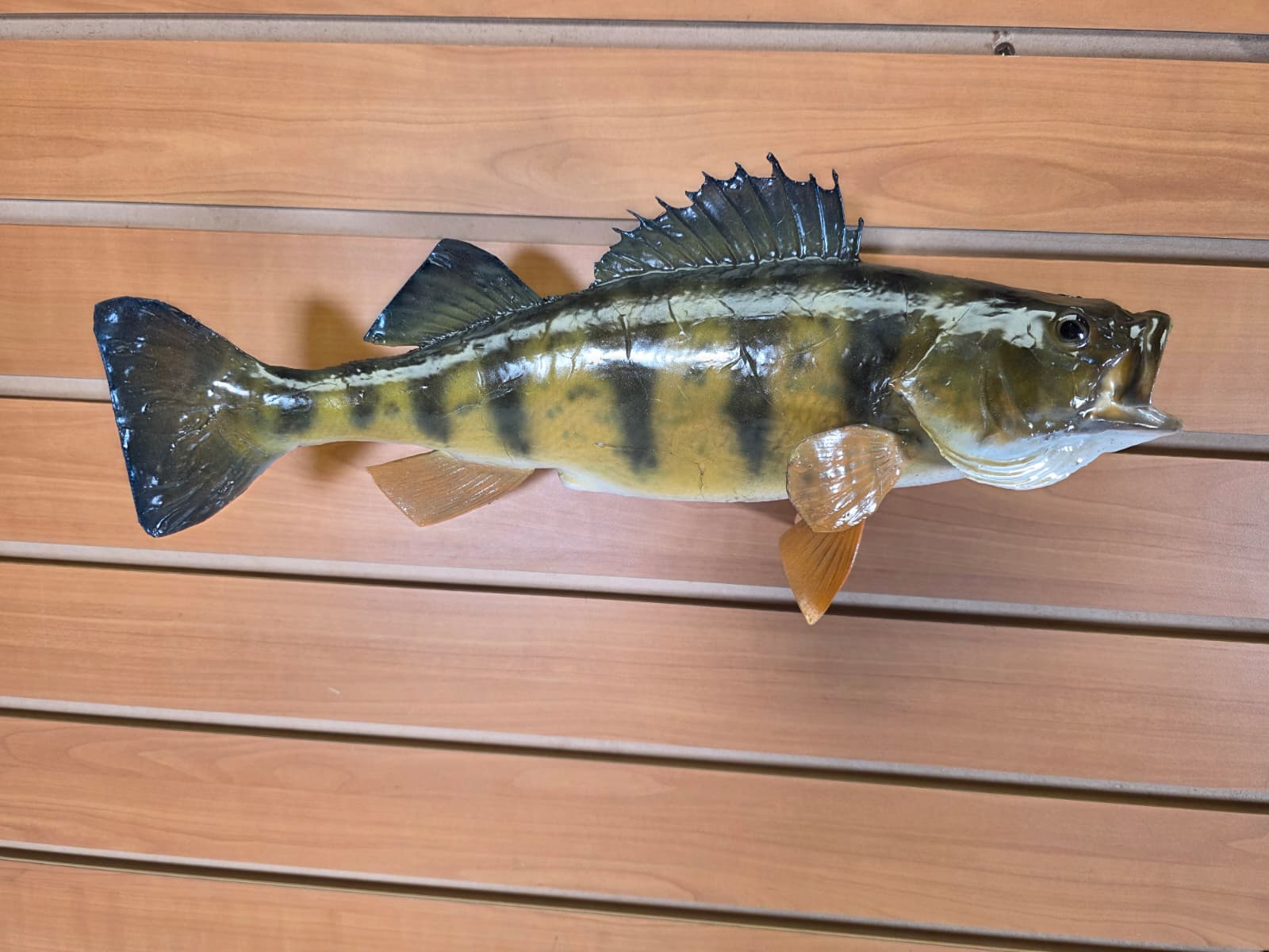Jtv405 - 14" Perch Fish Mount – Detailed Natural Display