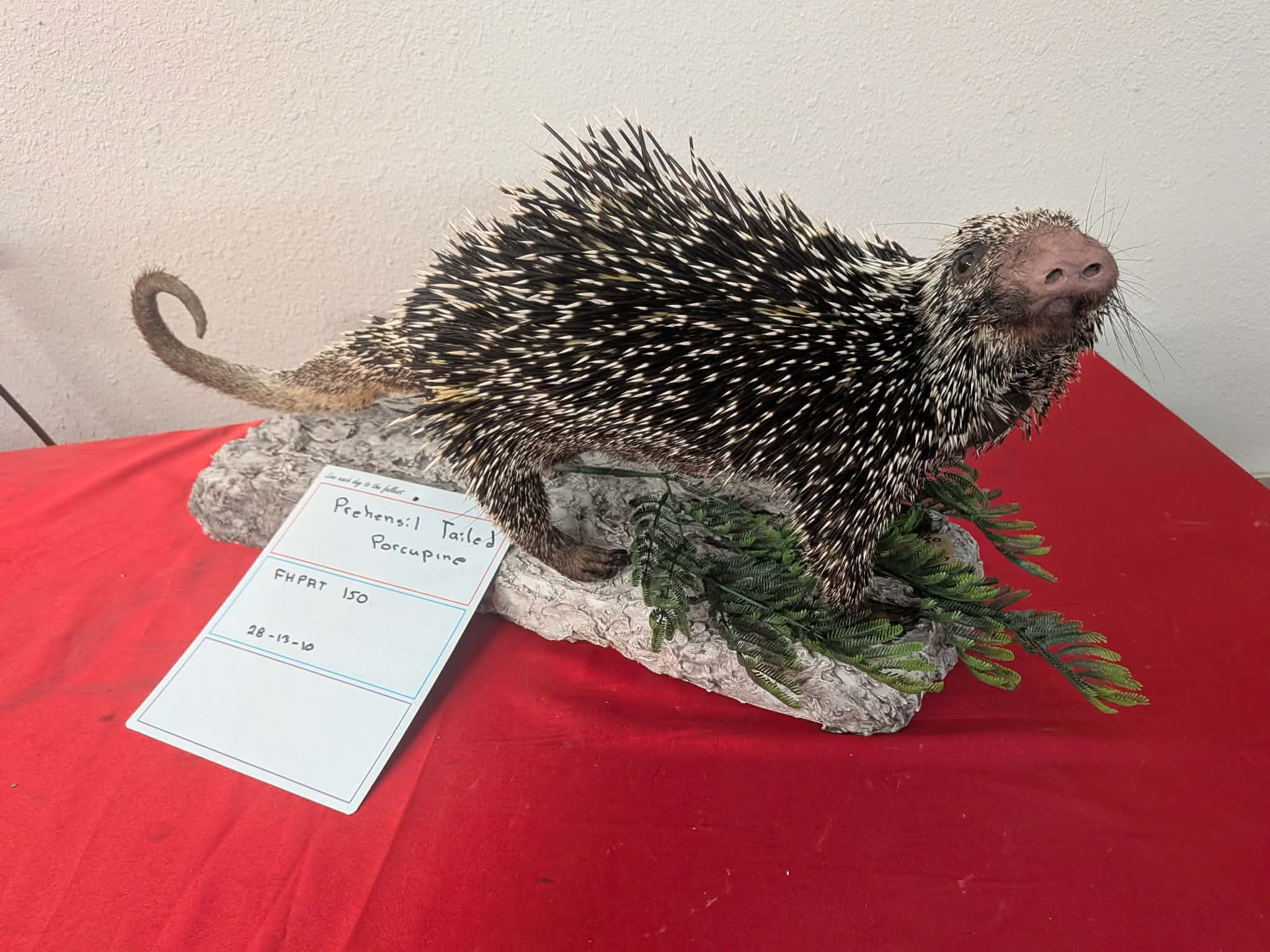 FHPAT150 - Prehensile-Tailed Porcupine Taxidermy Mount – Exotic Wildlife Display