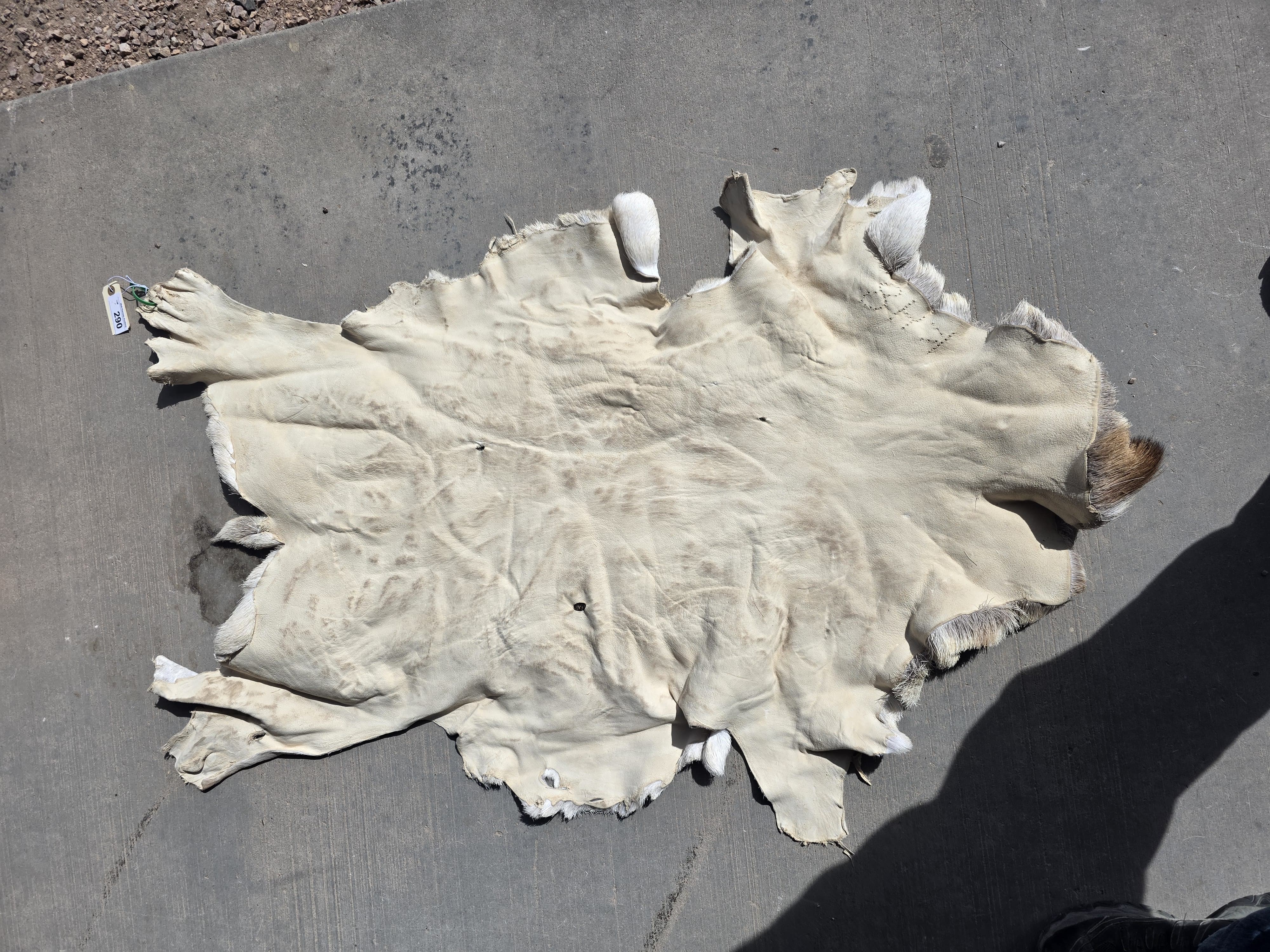 FHRAN89 - Natural Pronghorn Antelope Hide / Fur – 42” x 27”