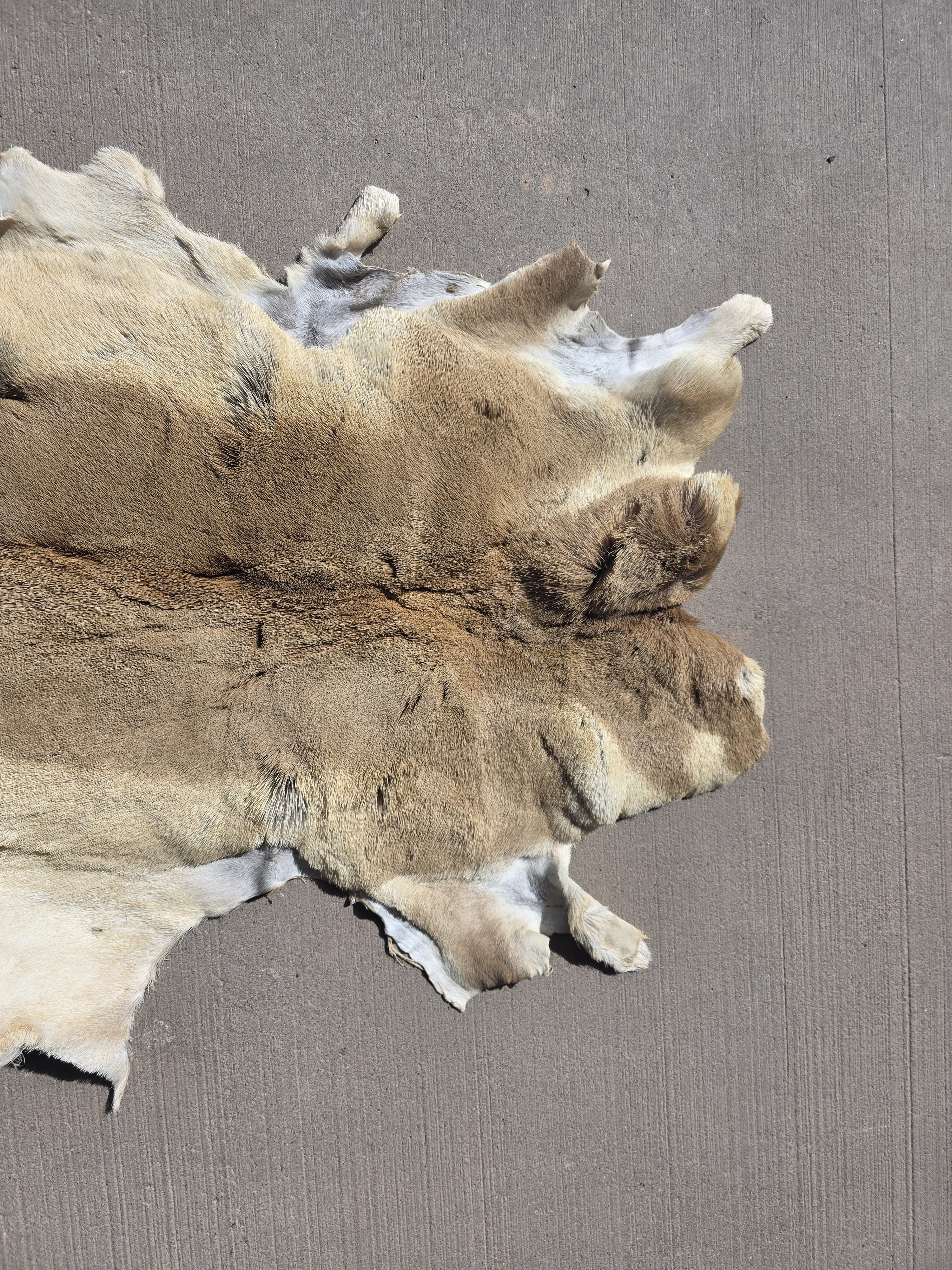 FHRAN88 - Natural Pronghorn Antelope Hide / Fur – 40” x 23”