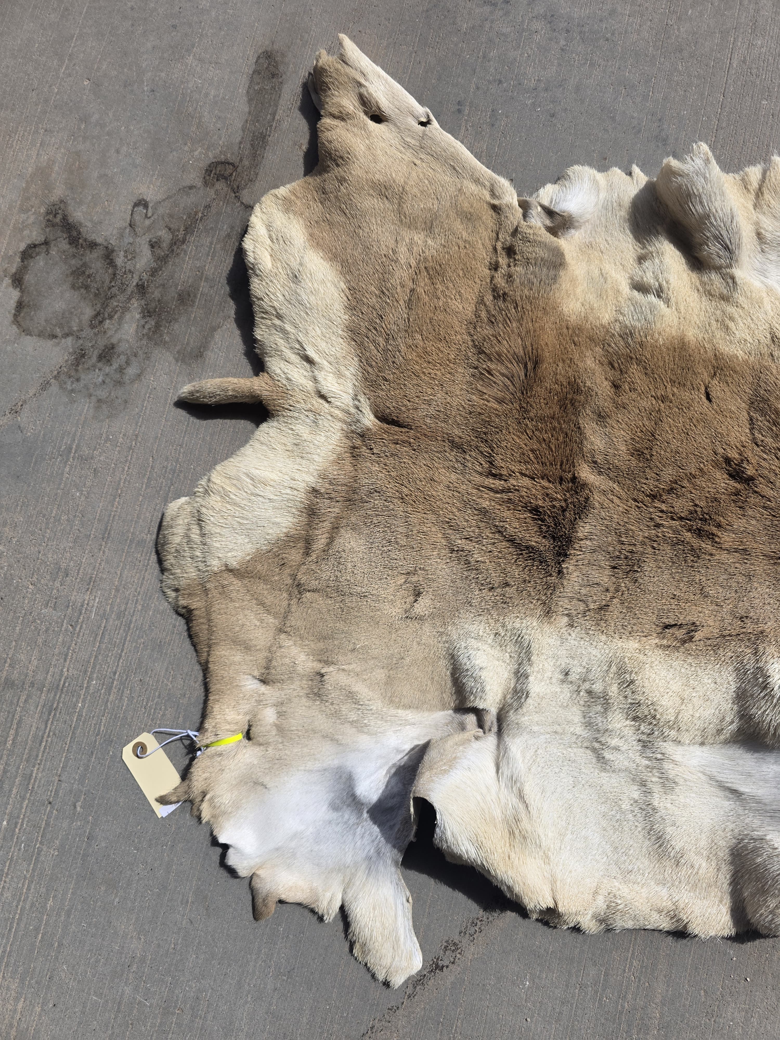 FHRAN91 - Natural Pronghorn Antelope Hide / Fur – 34” x 25”